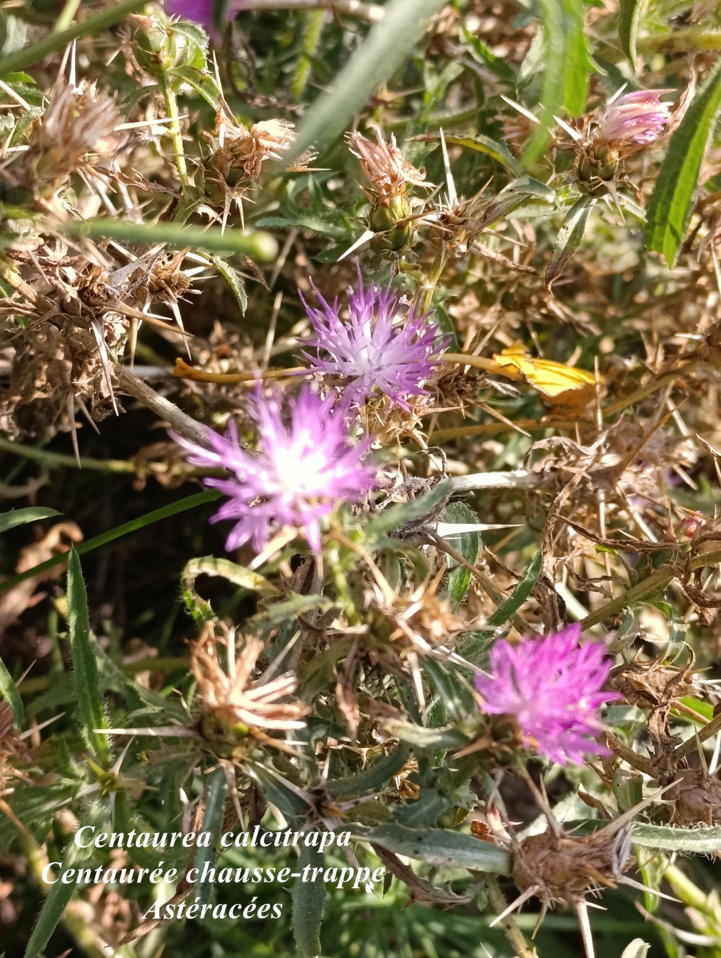 Centaurea calcitrapa 01