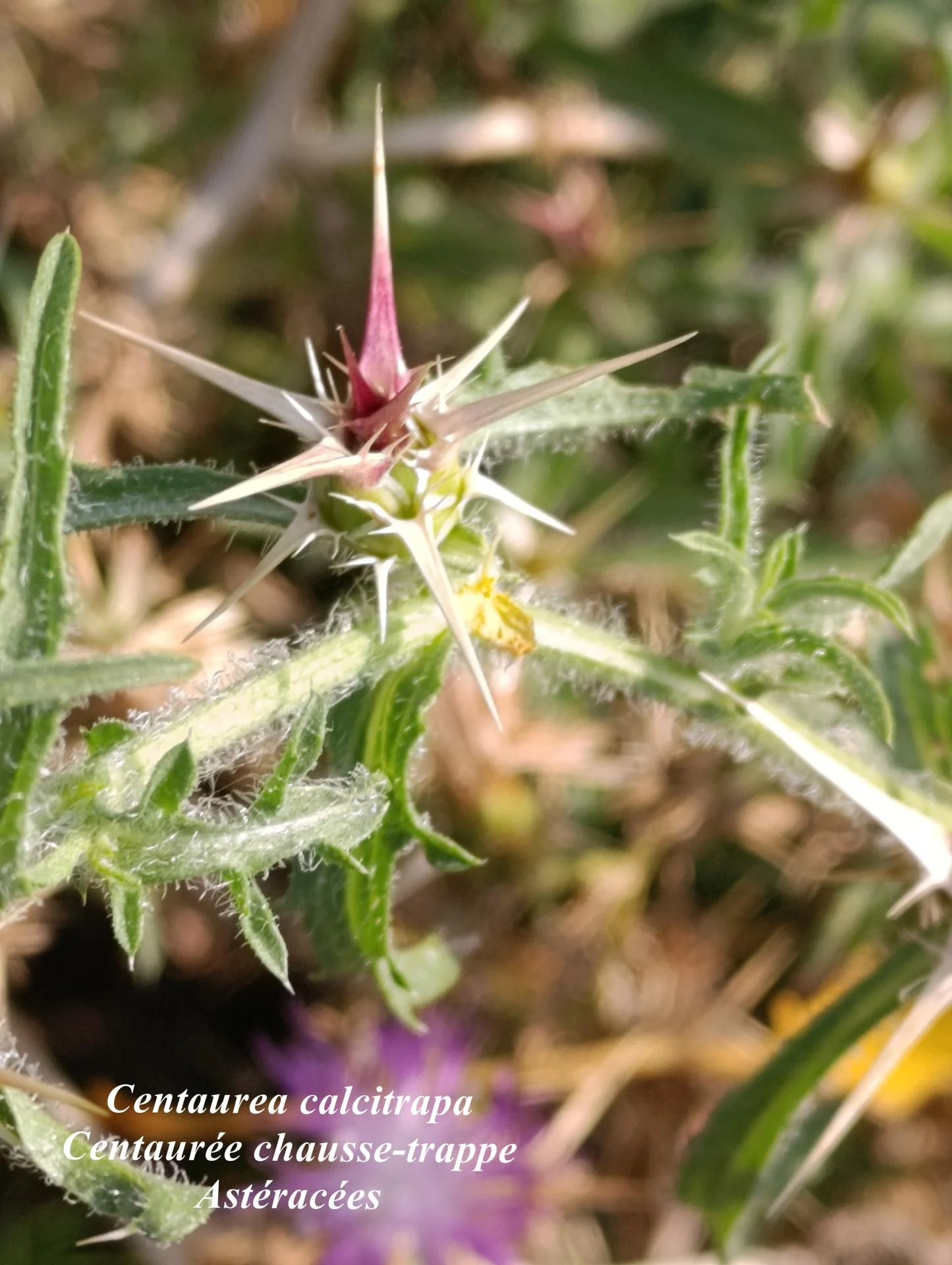 Centaurea calcitrapa 02