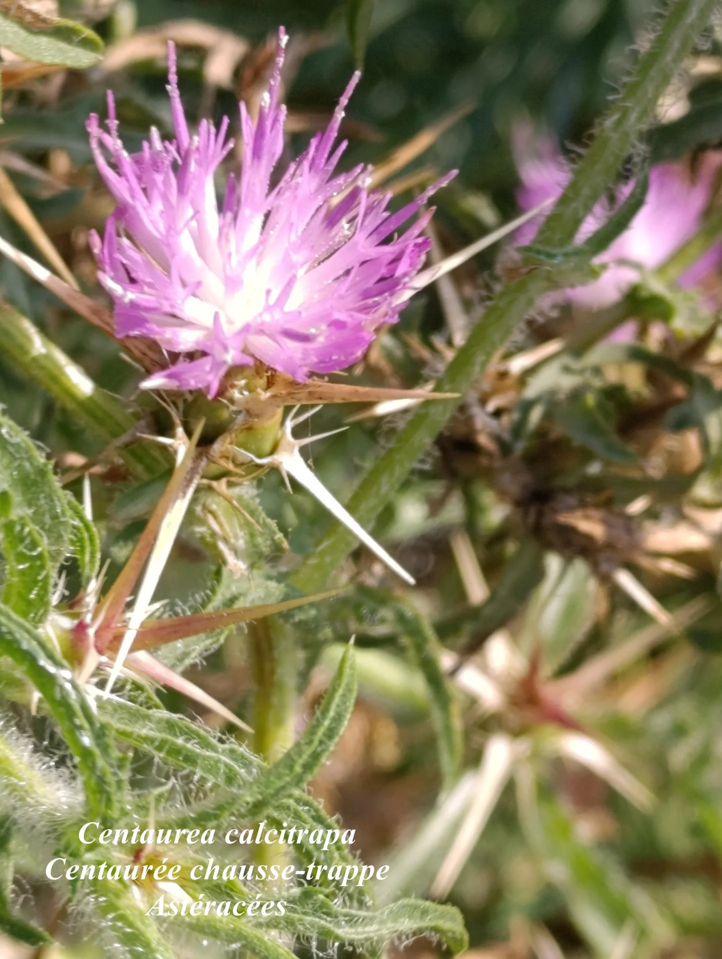 Centaurea calcitrapa 03