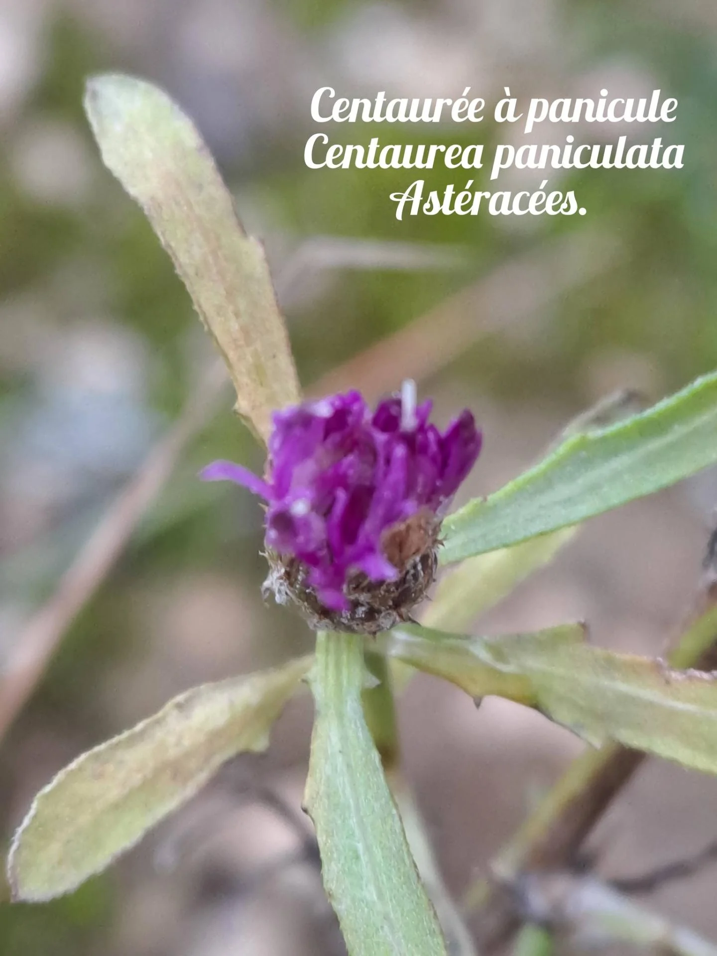 Centauree a panicule 04 12 25 01