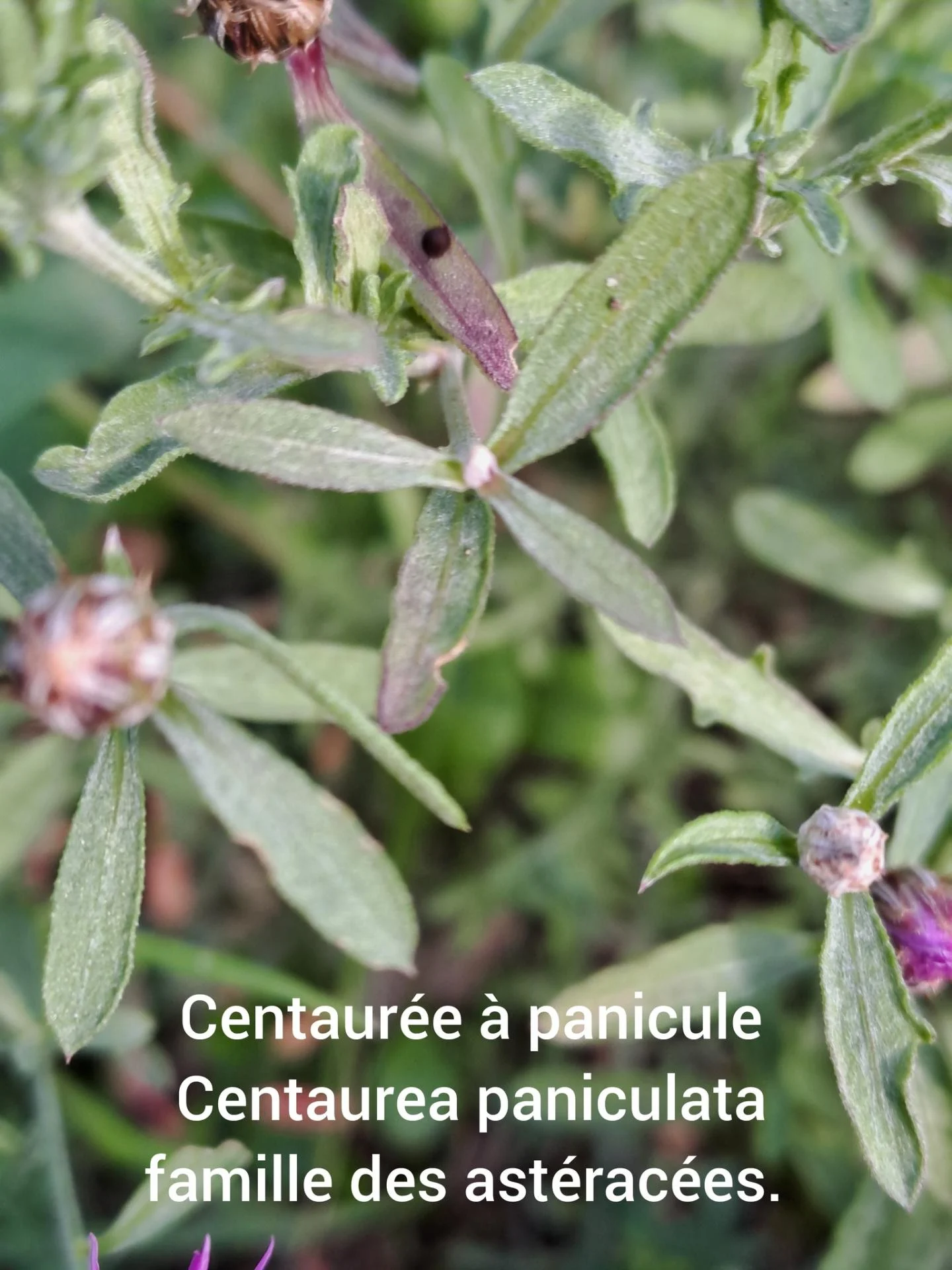 Centauree a panicule 05 11 25 01