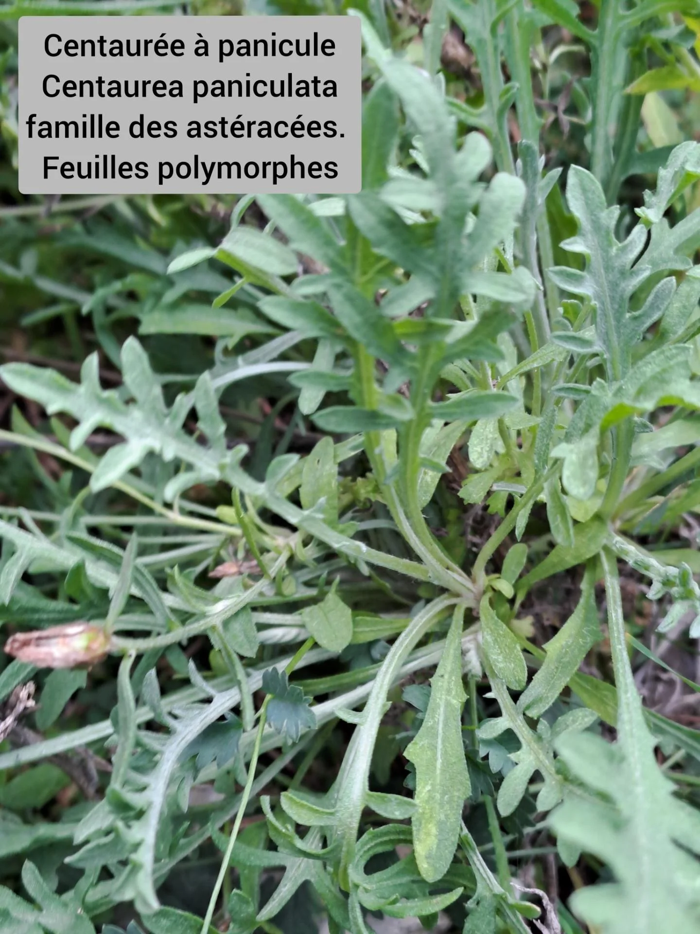 Centauree a panicule 05 11 25 02