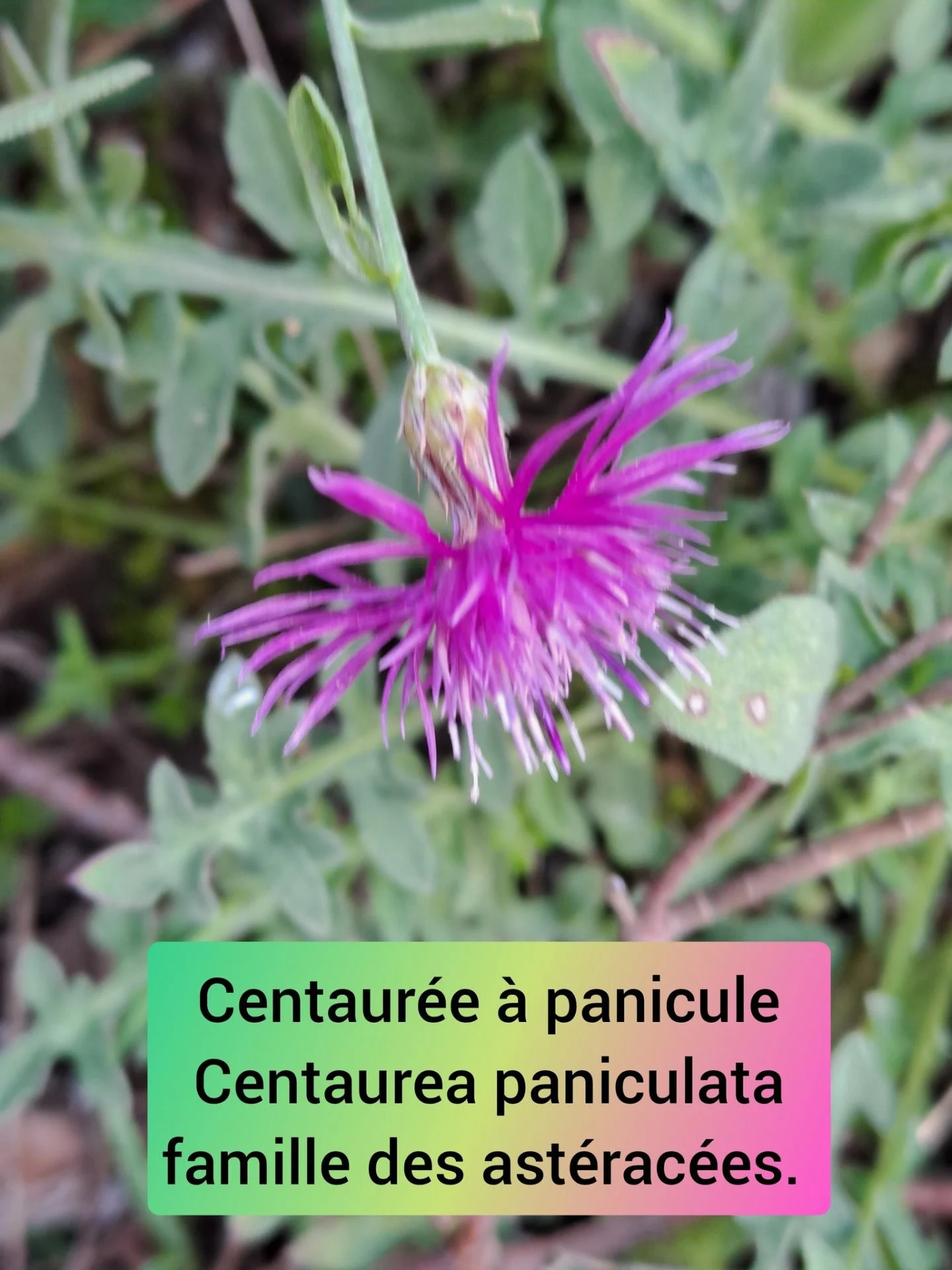 Centauree a panicule 05 11 25 03