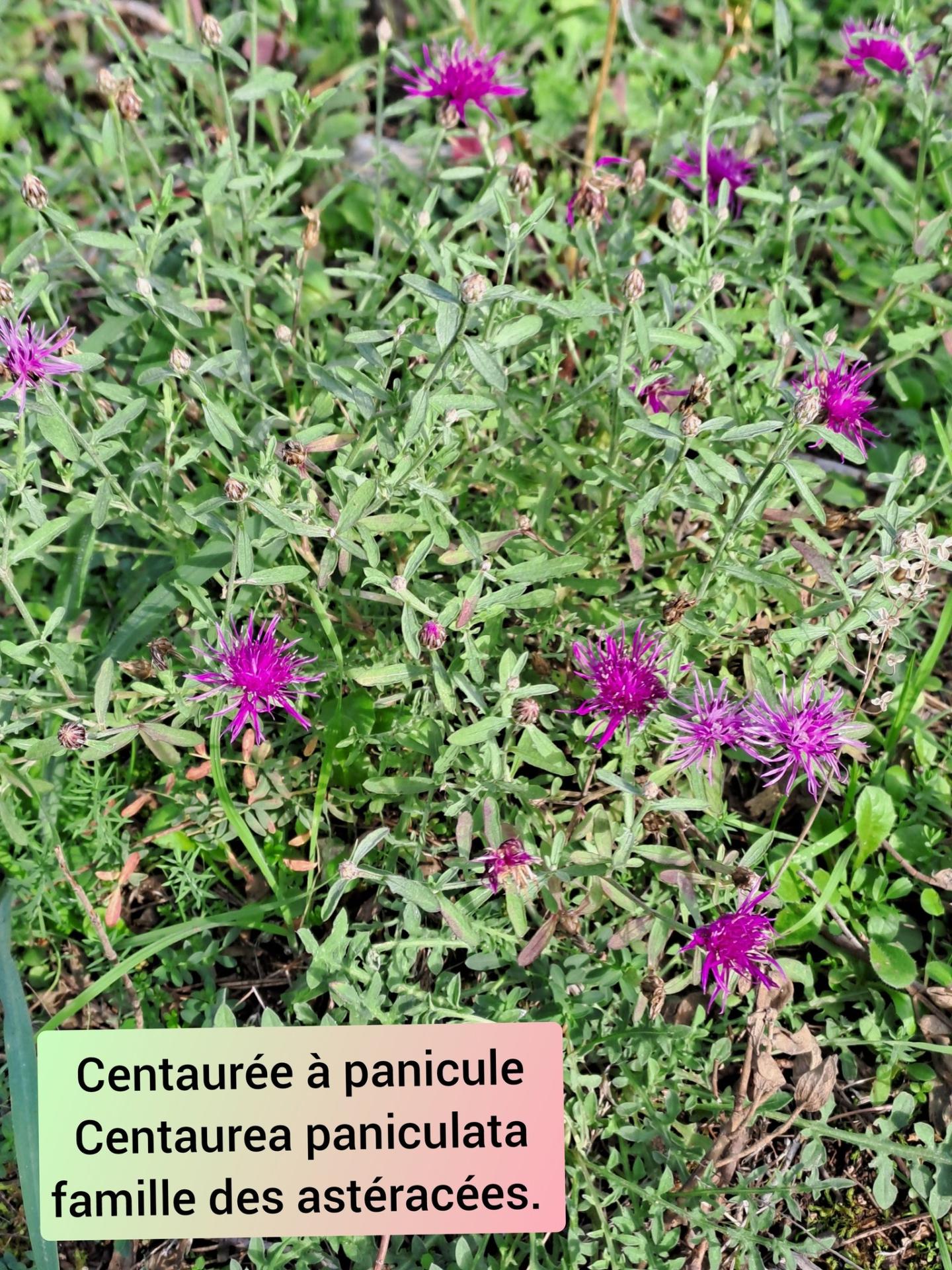 Centauree a panicule 05 11 25 04
