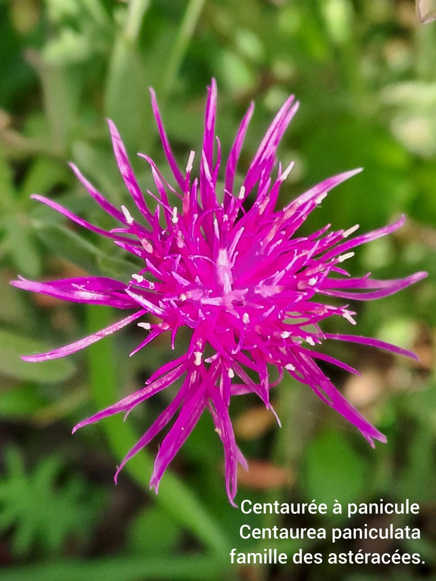 Centauree a panicule 05 11 25 5