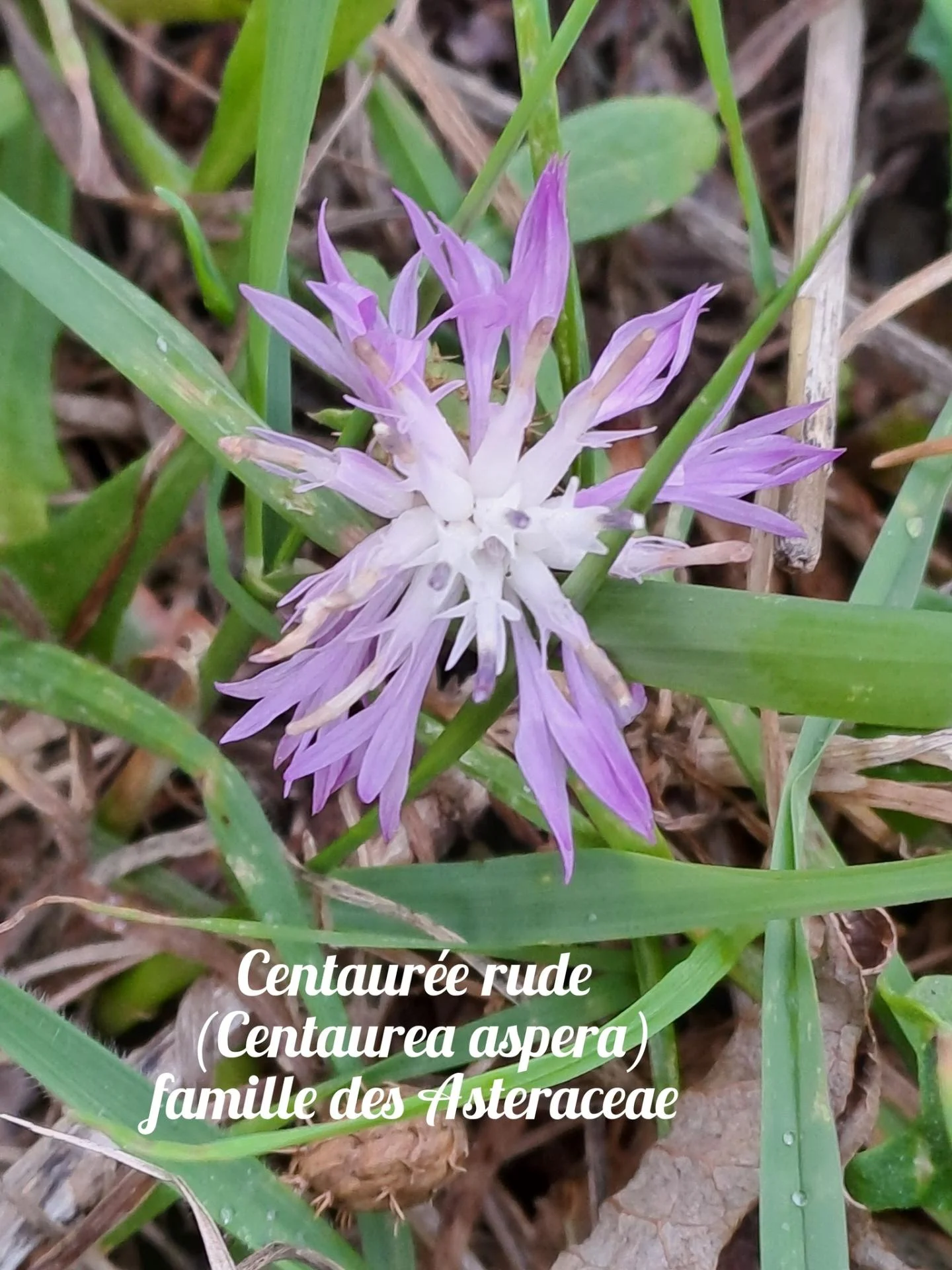 Centauree rude 1 22 10 25