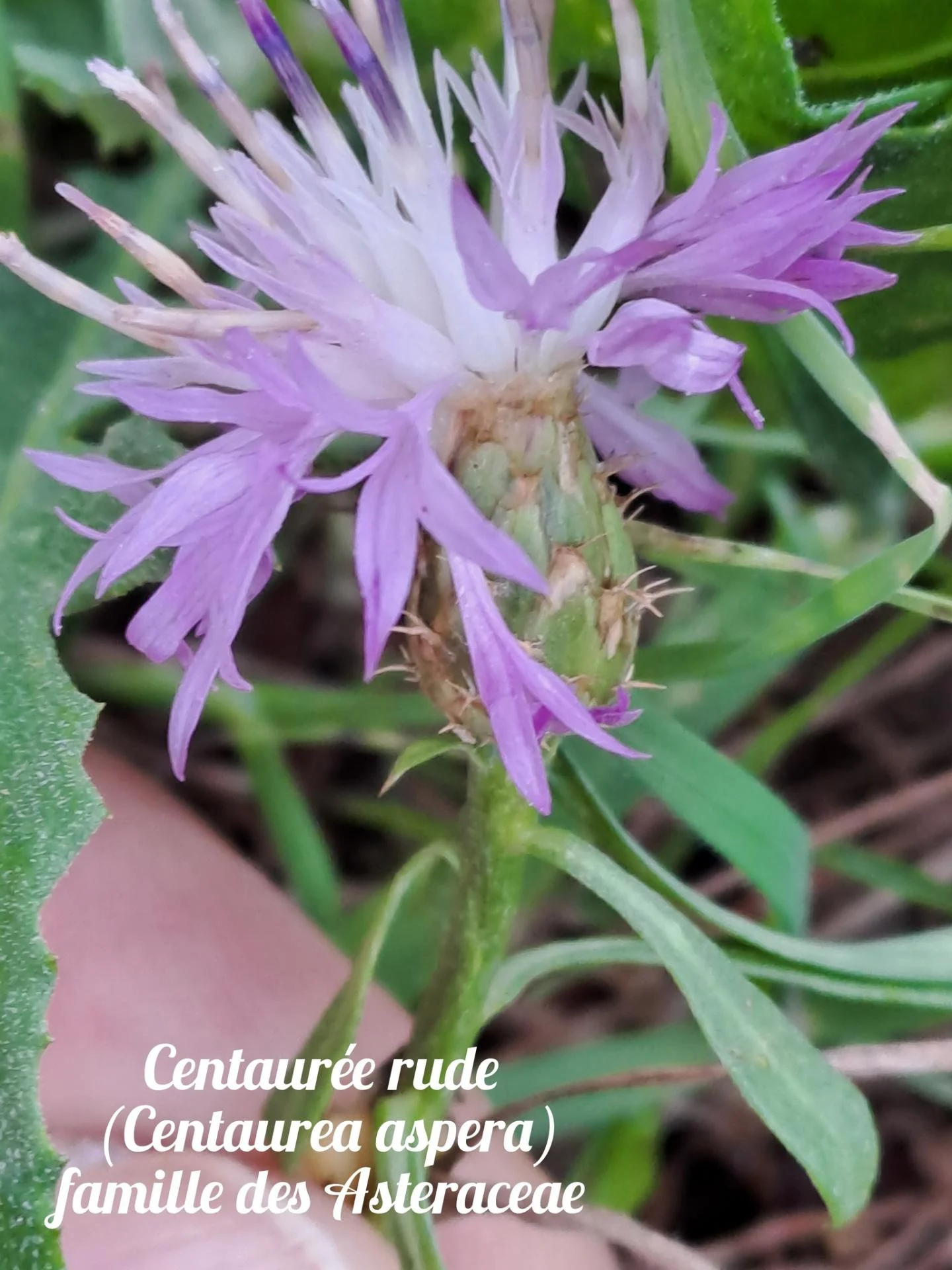 Centauree rude 2 22 10 25