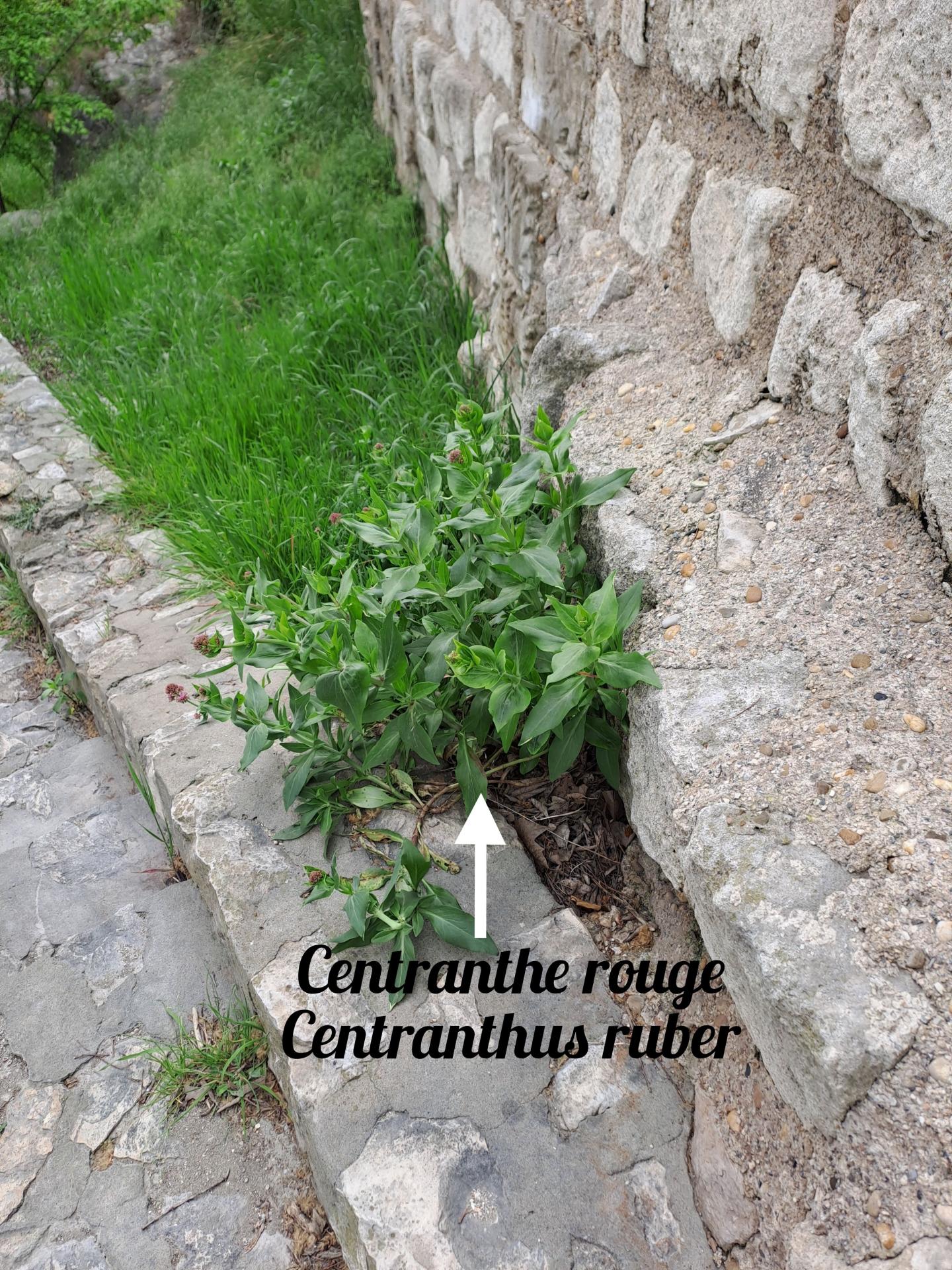 Centhrante 01 polish 20250405 080839830
