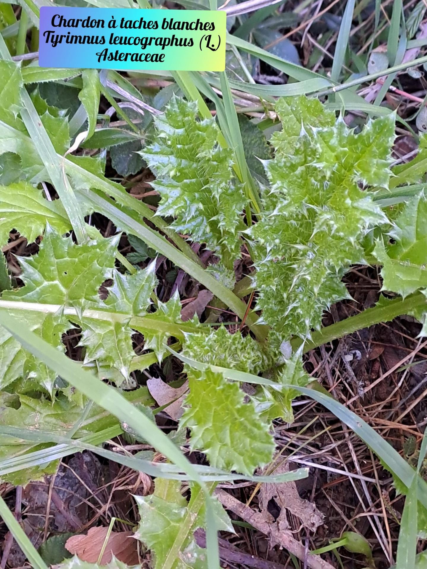 Chardon a taches blanches 26 11 25