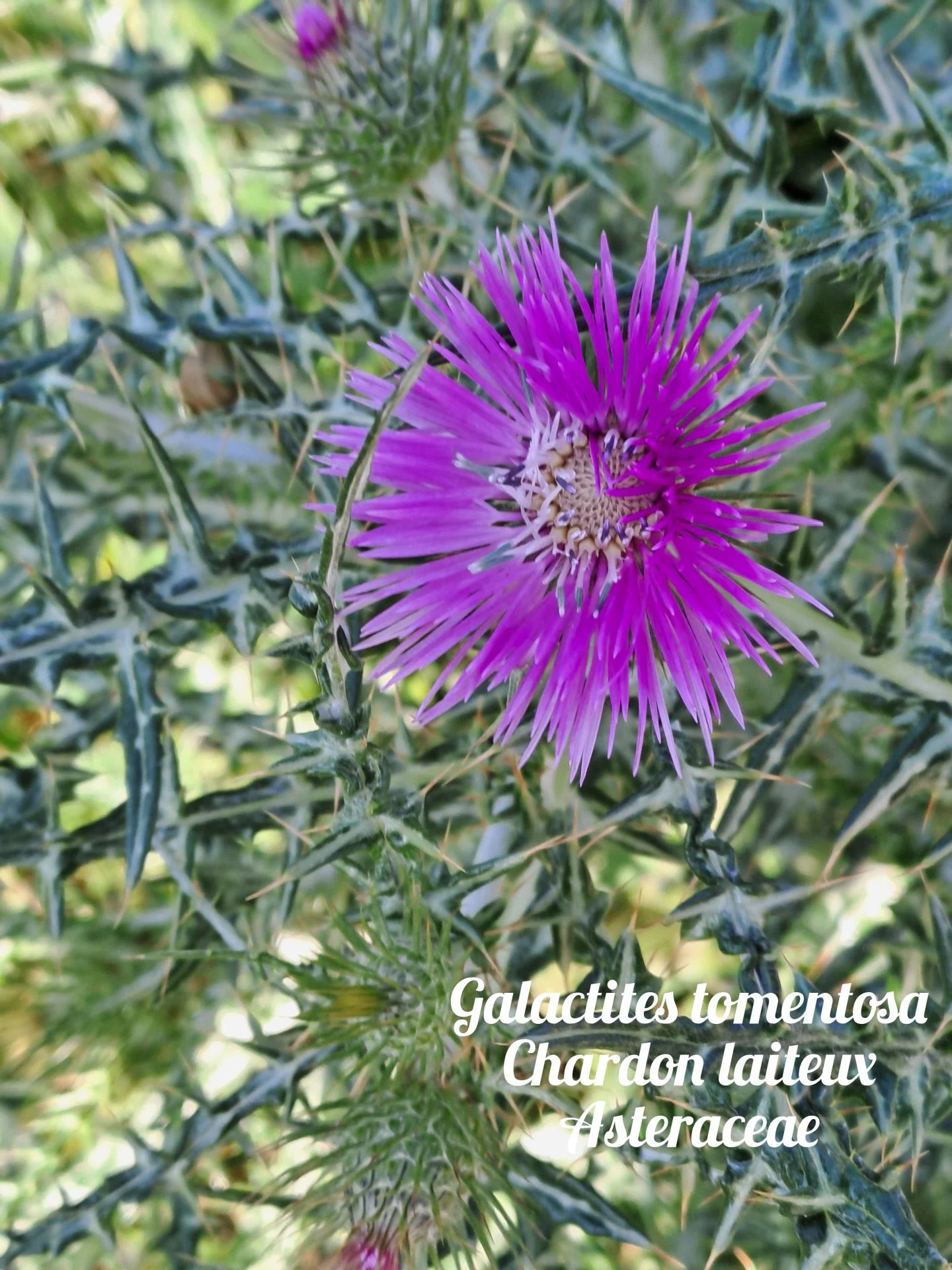 Chardon laiteux 01 23 03 26