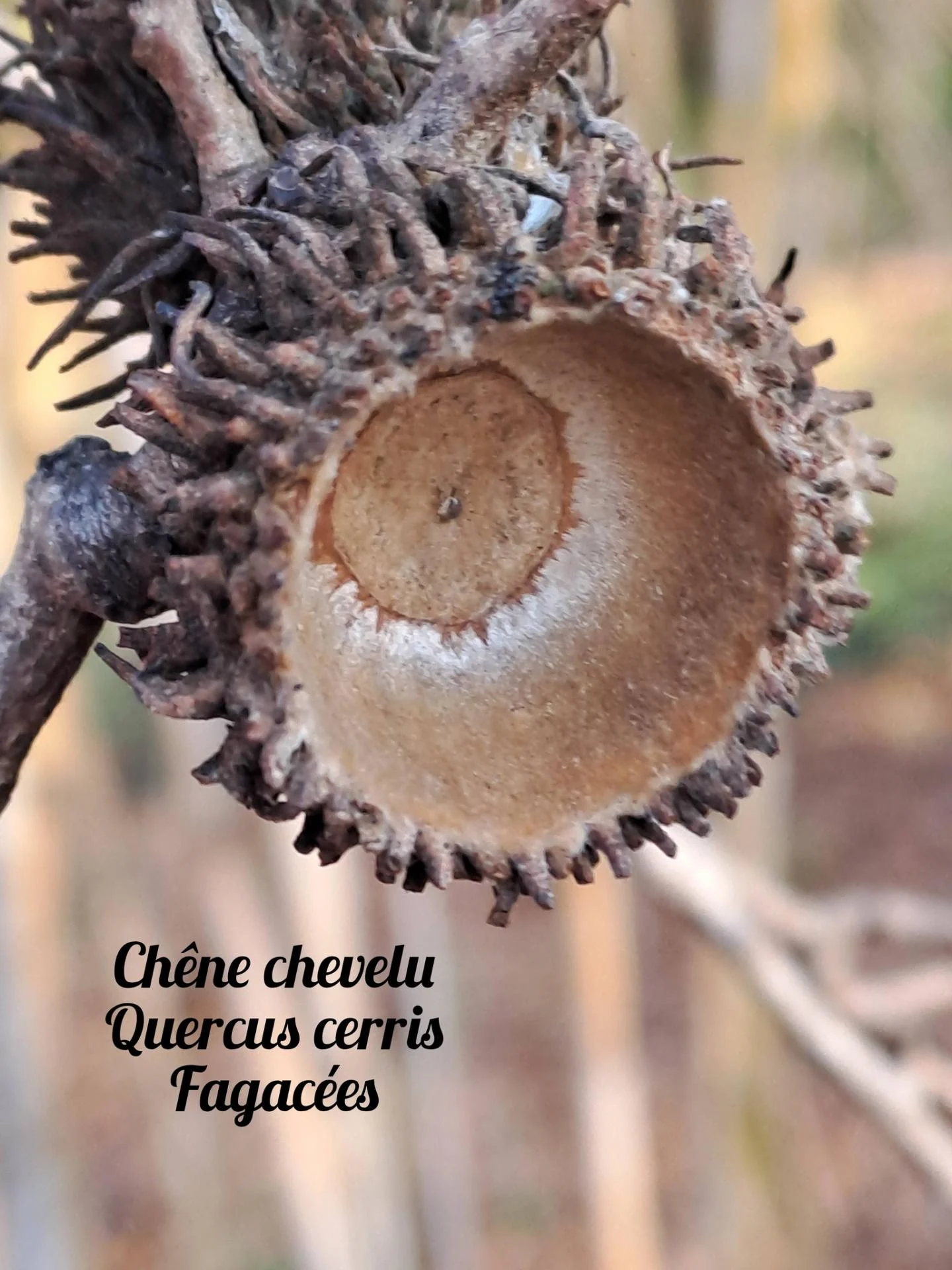 Chene chevelu 01 17 12 25