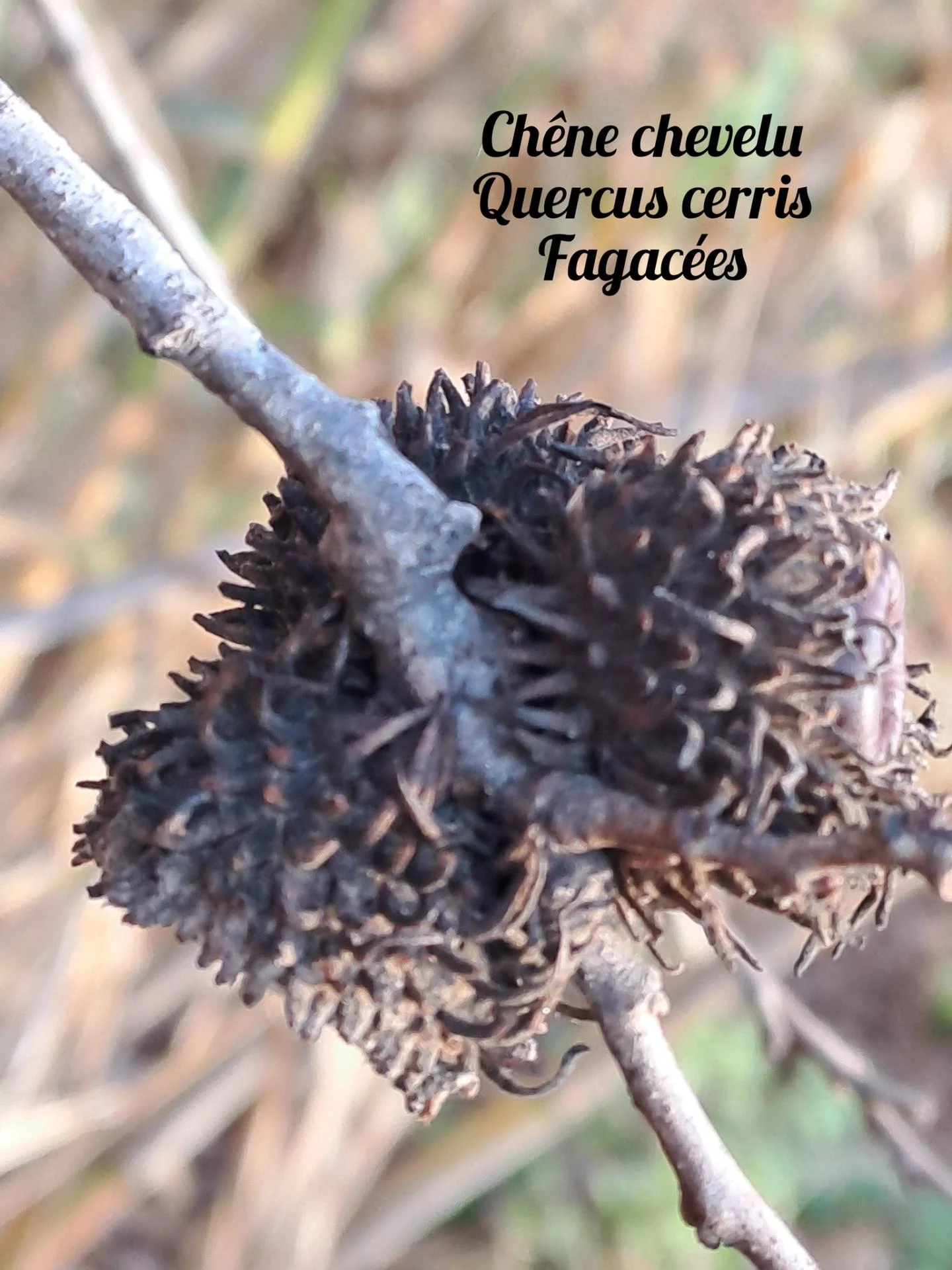 Chene chevelu 02 17 12 25