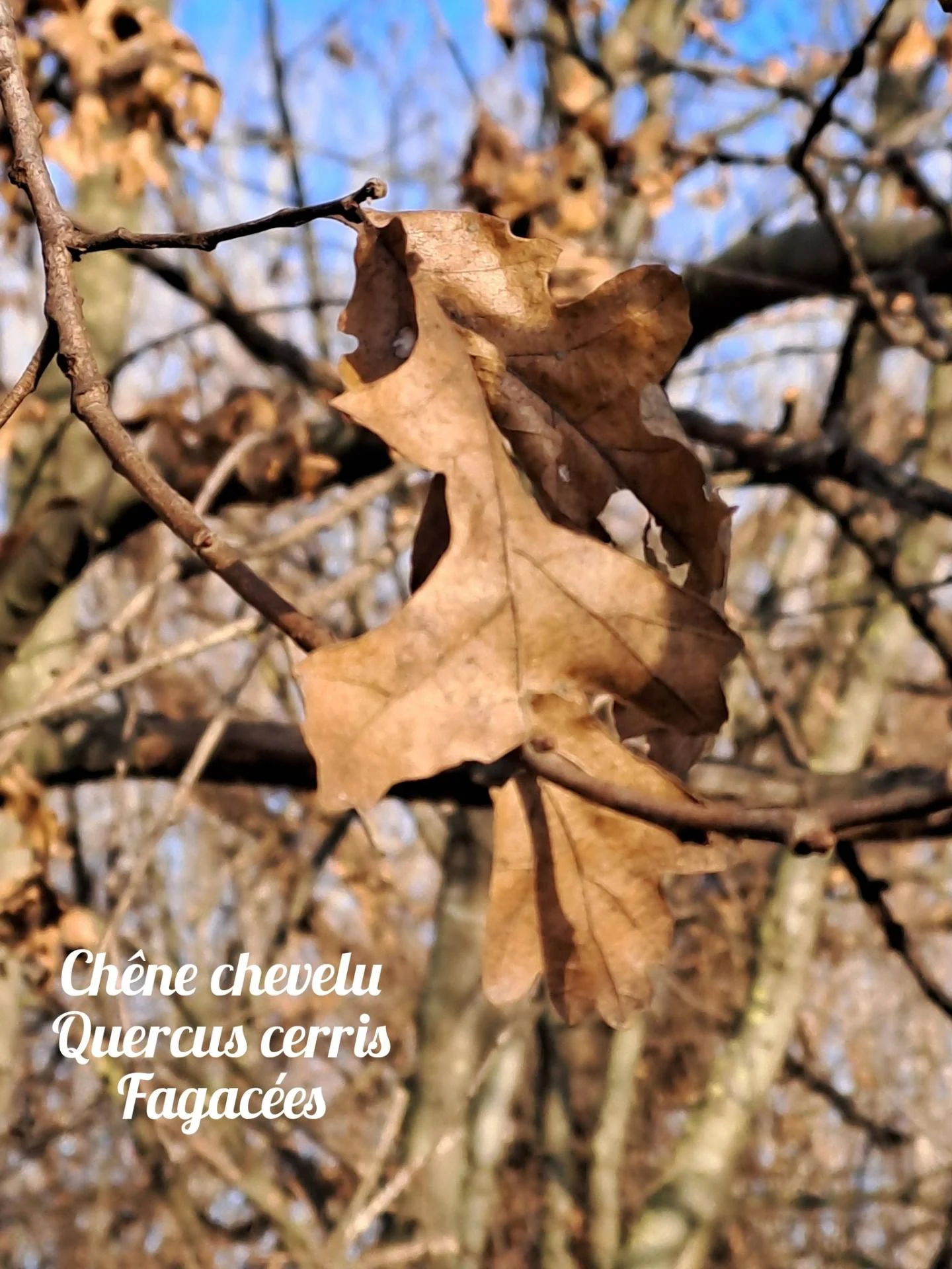 Chene chevelu 03 17 12 25