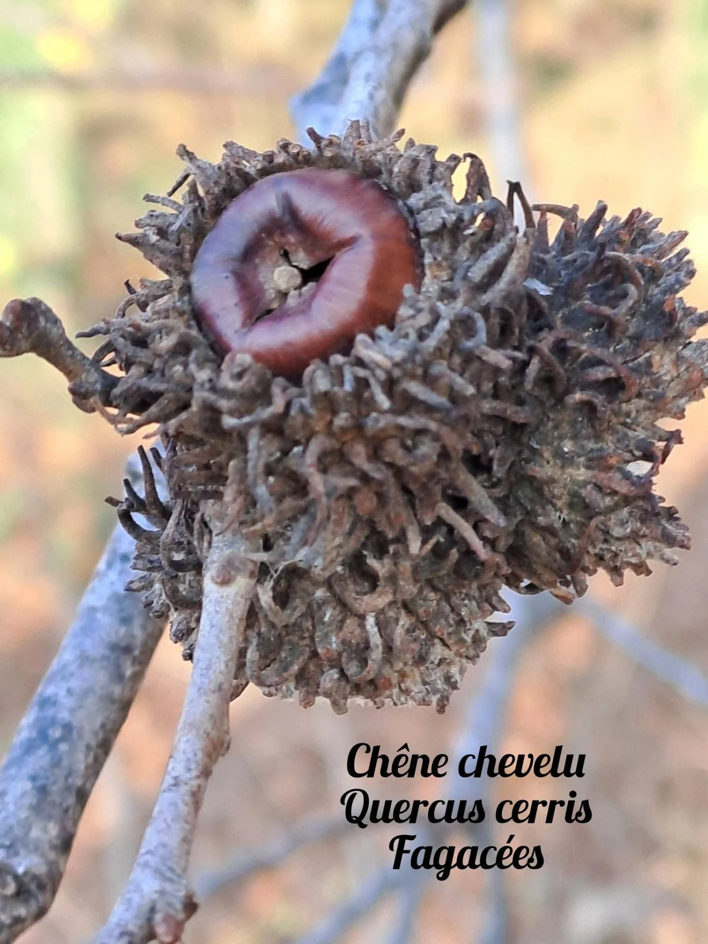 Chene chevelu 04 17 12 25