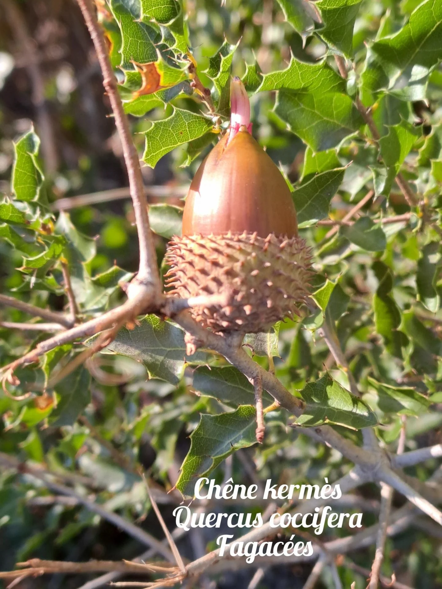 Chene kermes 20 11 25 01