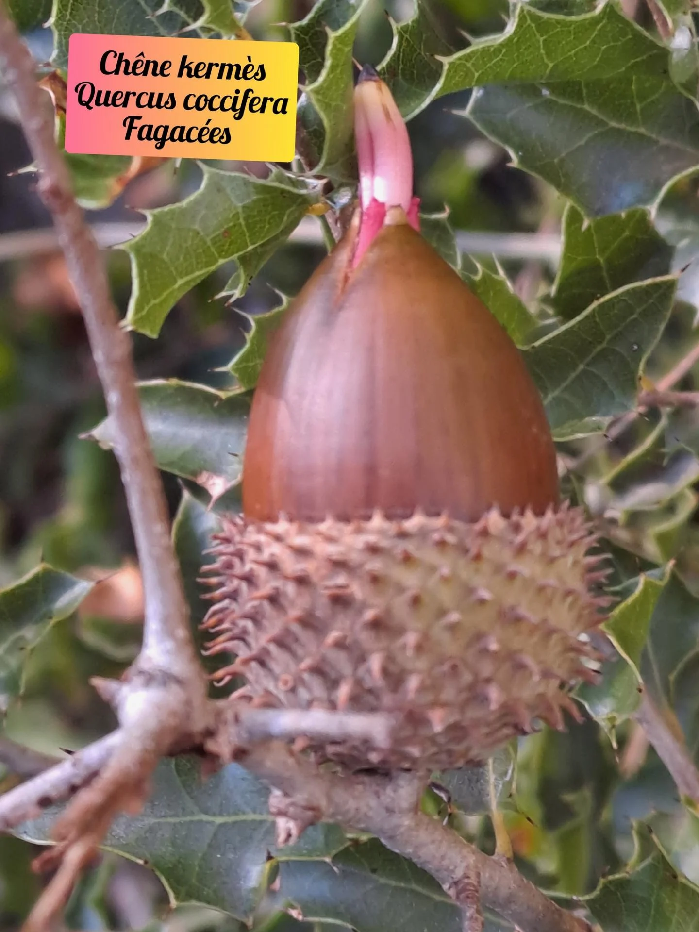 Chene kermes 20 11 25 02
