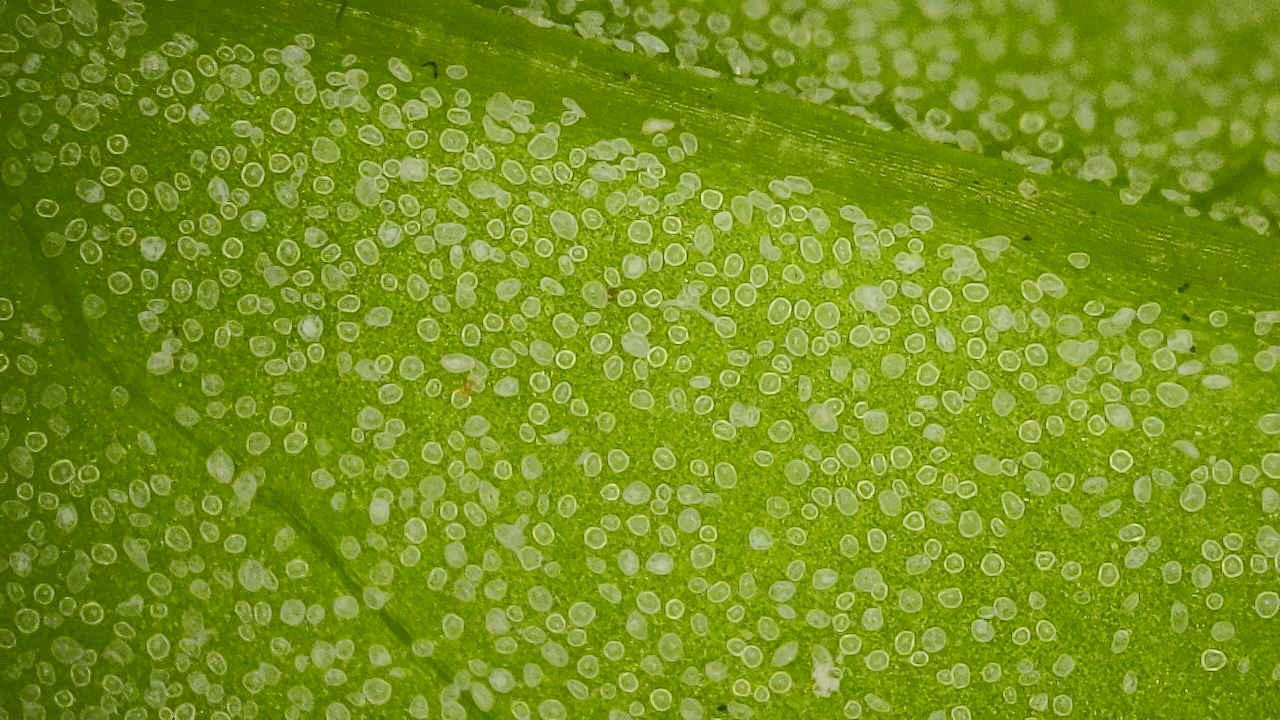 Chenopodium album 2025 10 09 15h05m34s