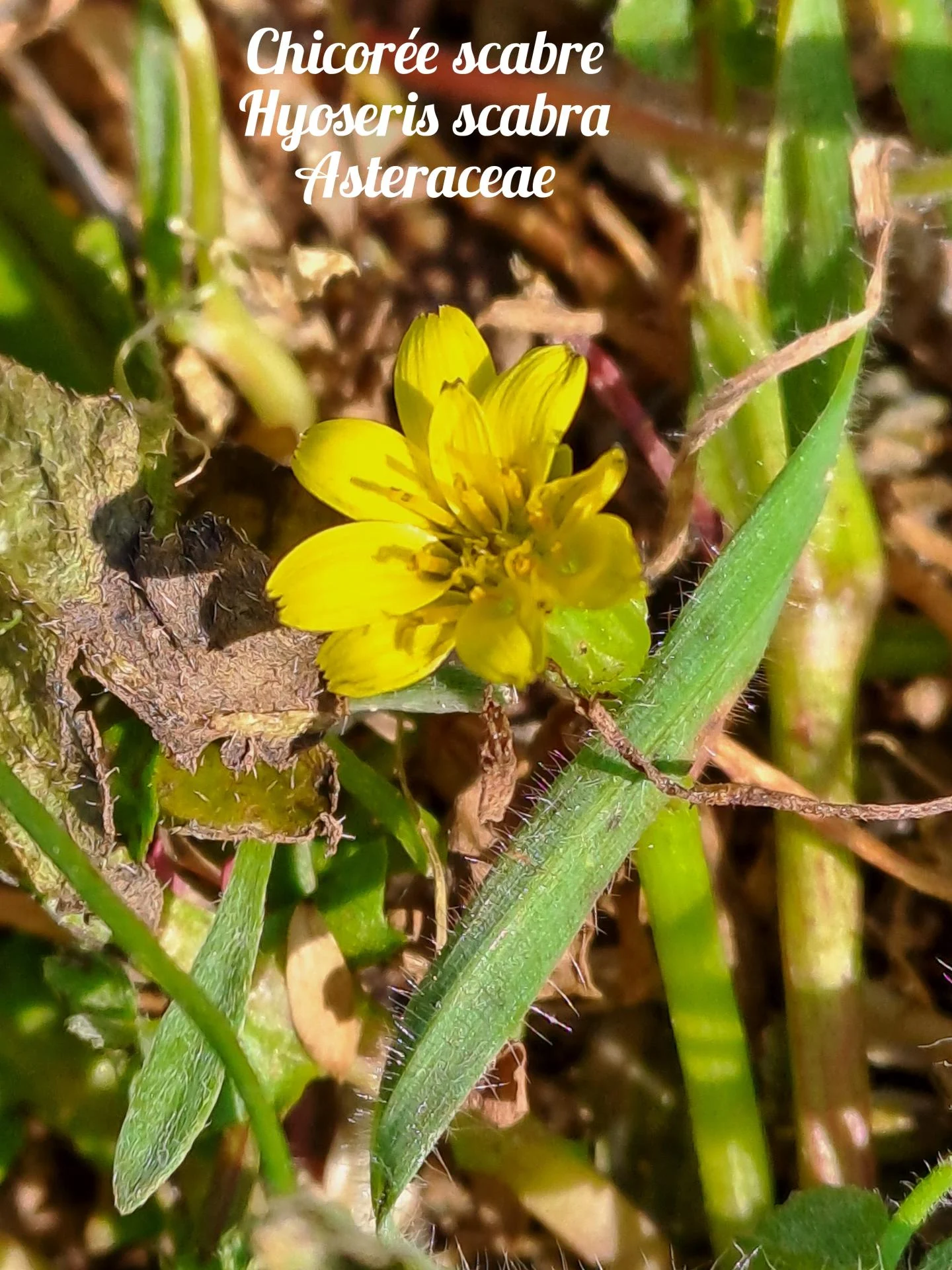 Chicoree scabre 01 23 03 26