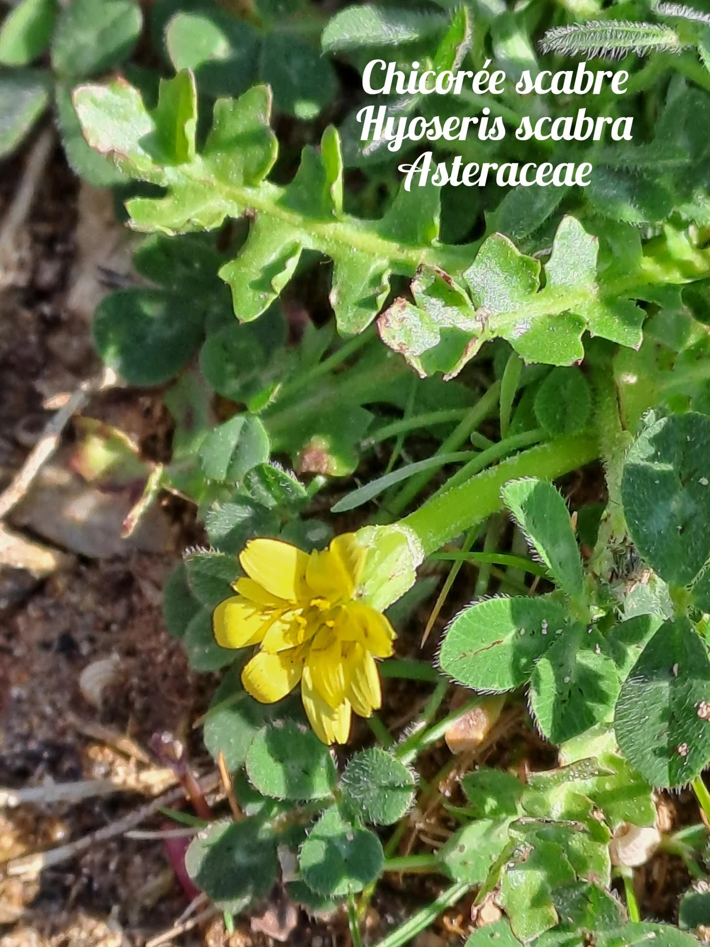 Chicoree scabre 02 23 03 26