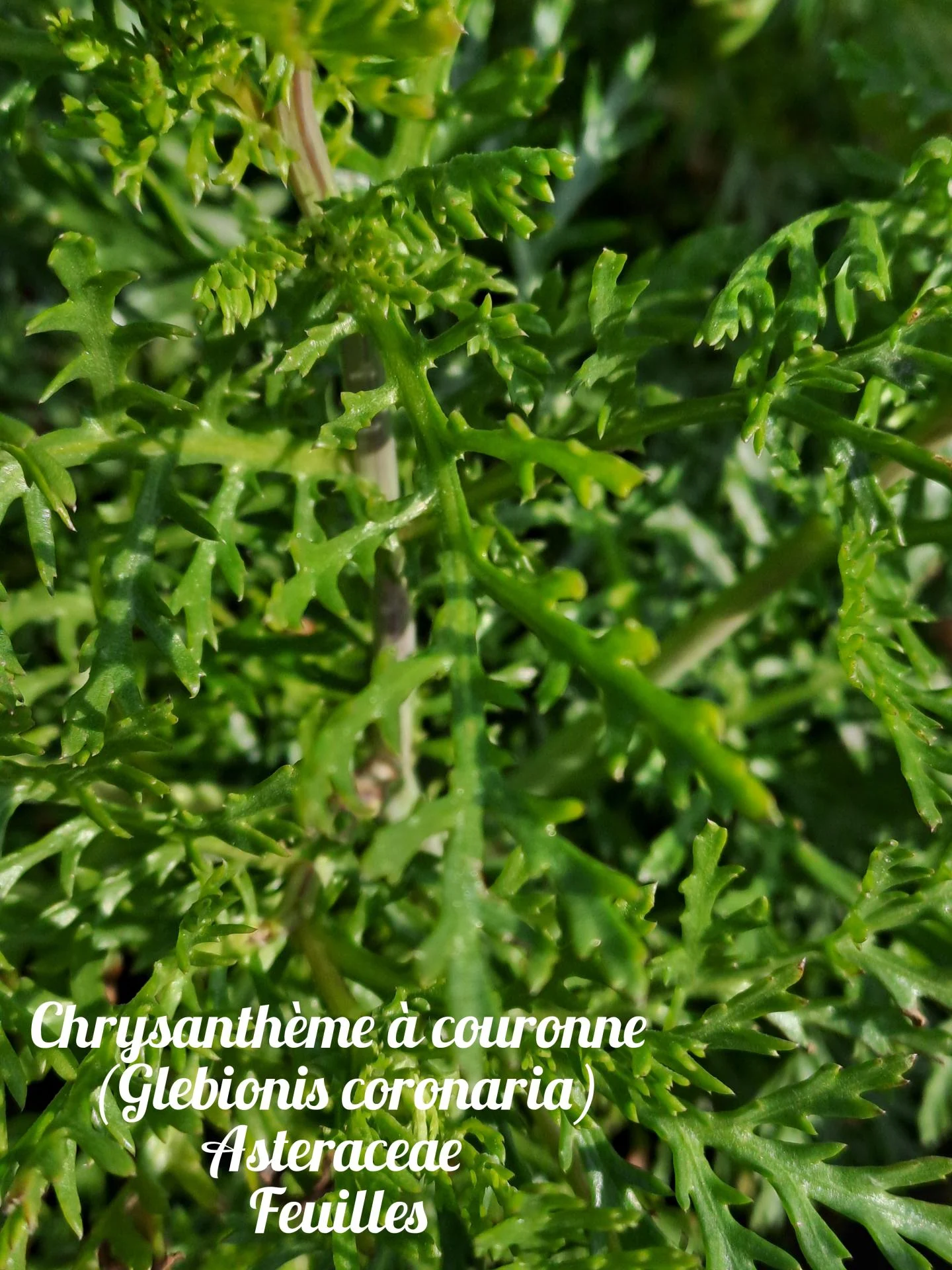 Chrysantheme a couronne 01 23 03 26