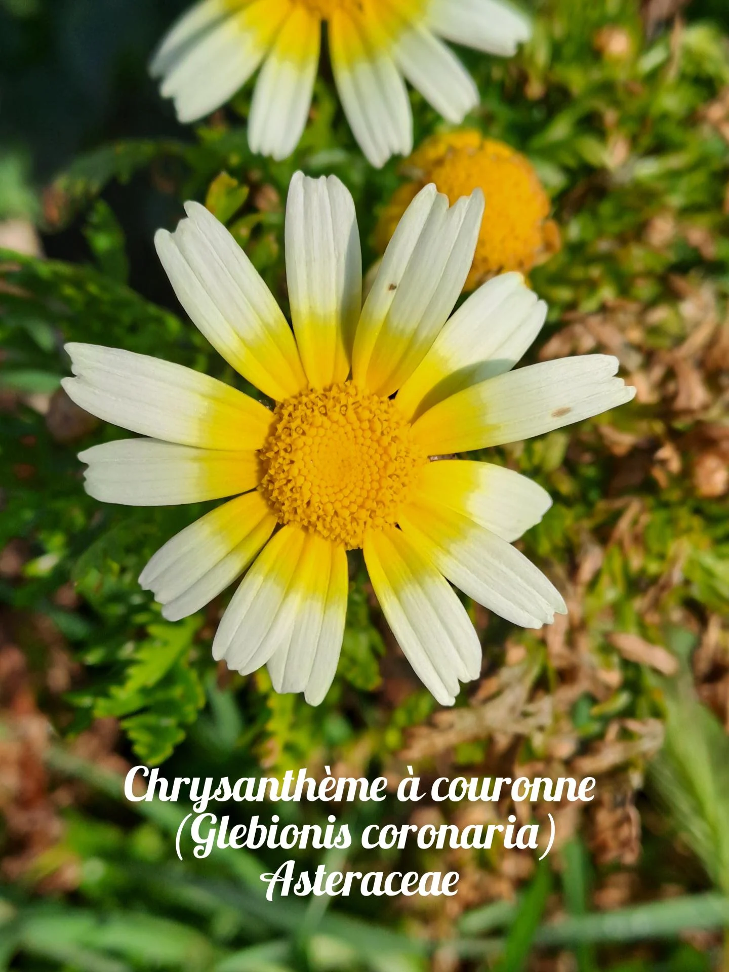 Chrysantheme a couronne 02 23 03 26