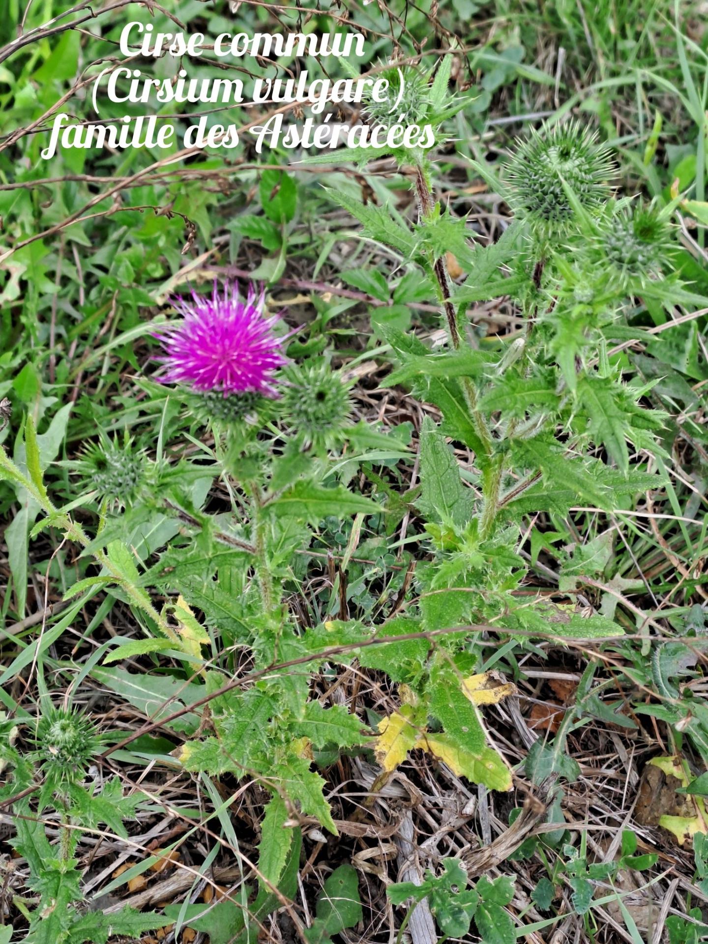 Cirse commun 1 22 10 25