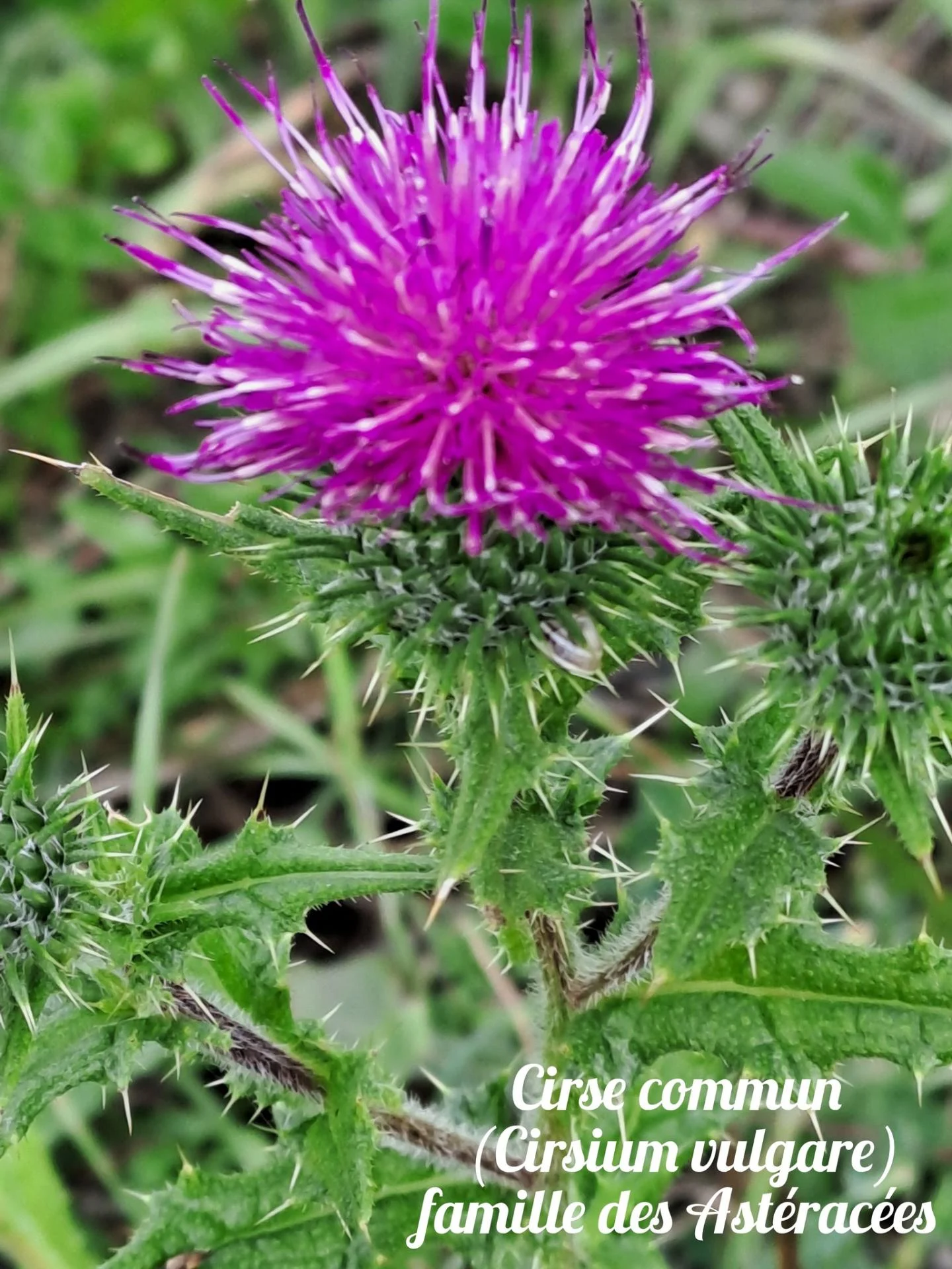 Cirse commun 2 22 10 25