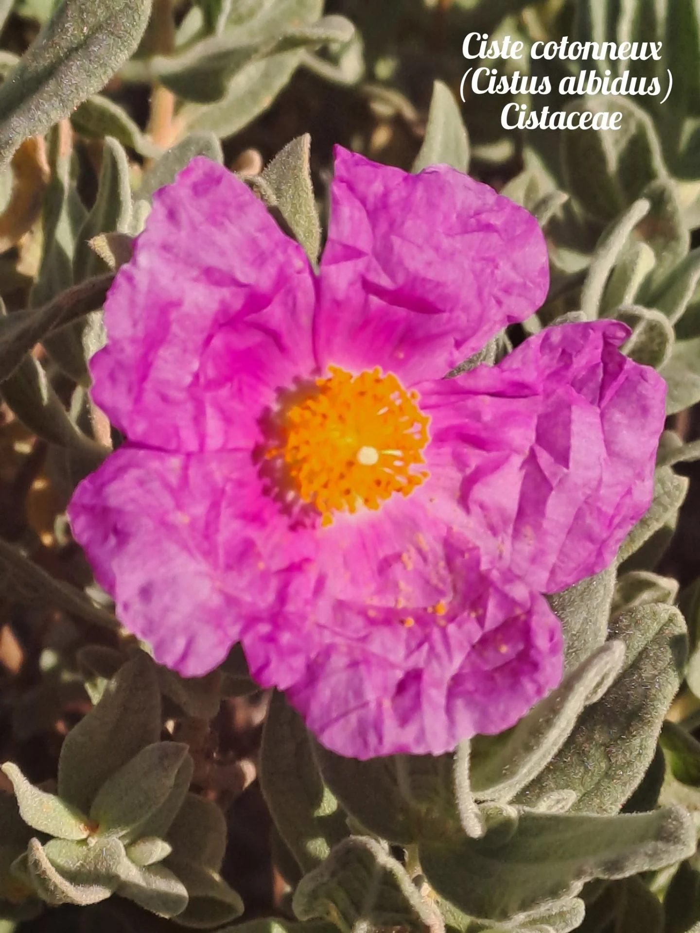 Ciste cotonneux 20 11 25 01