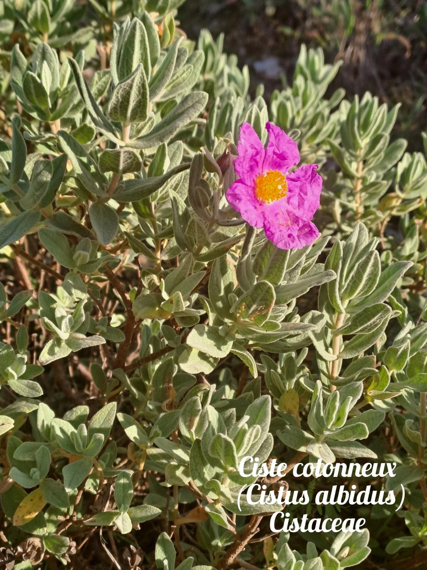 Ciste cotonneux 20 11 25 02