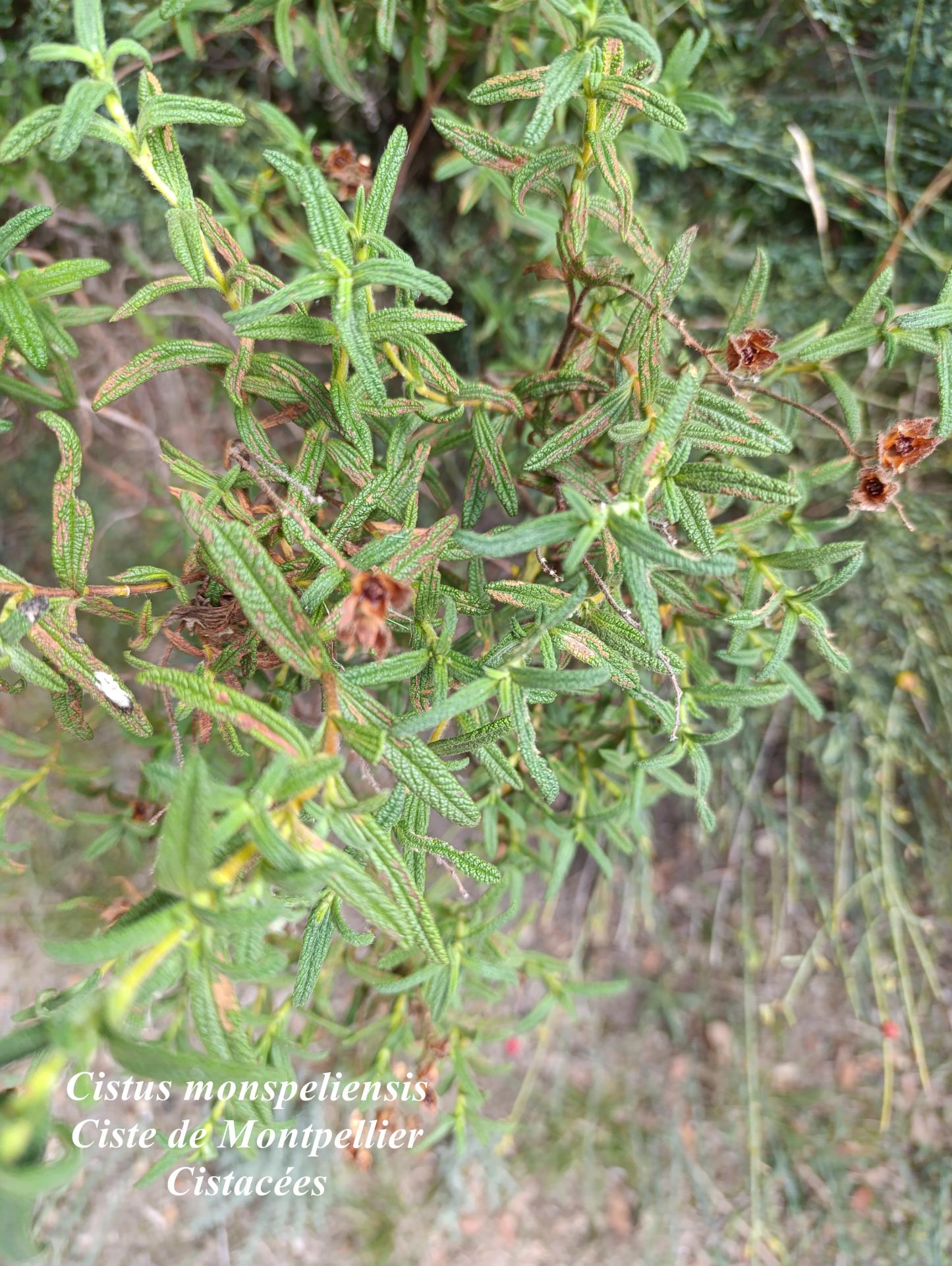 Cistus monspeliensis 01