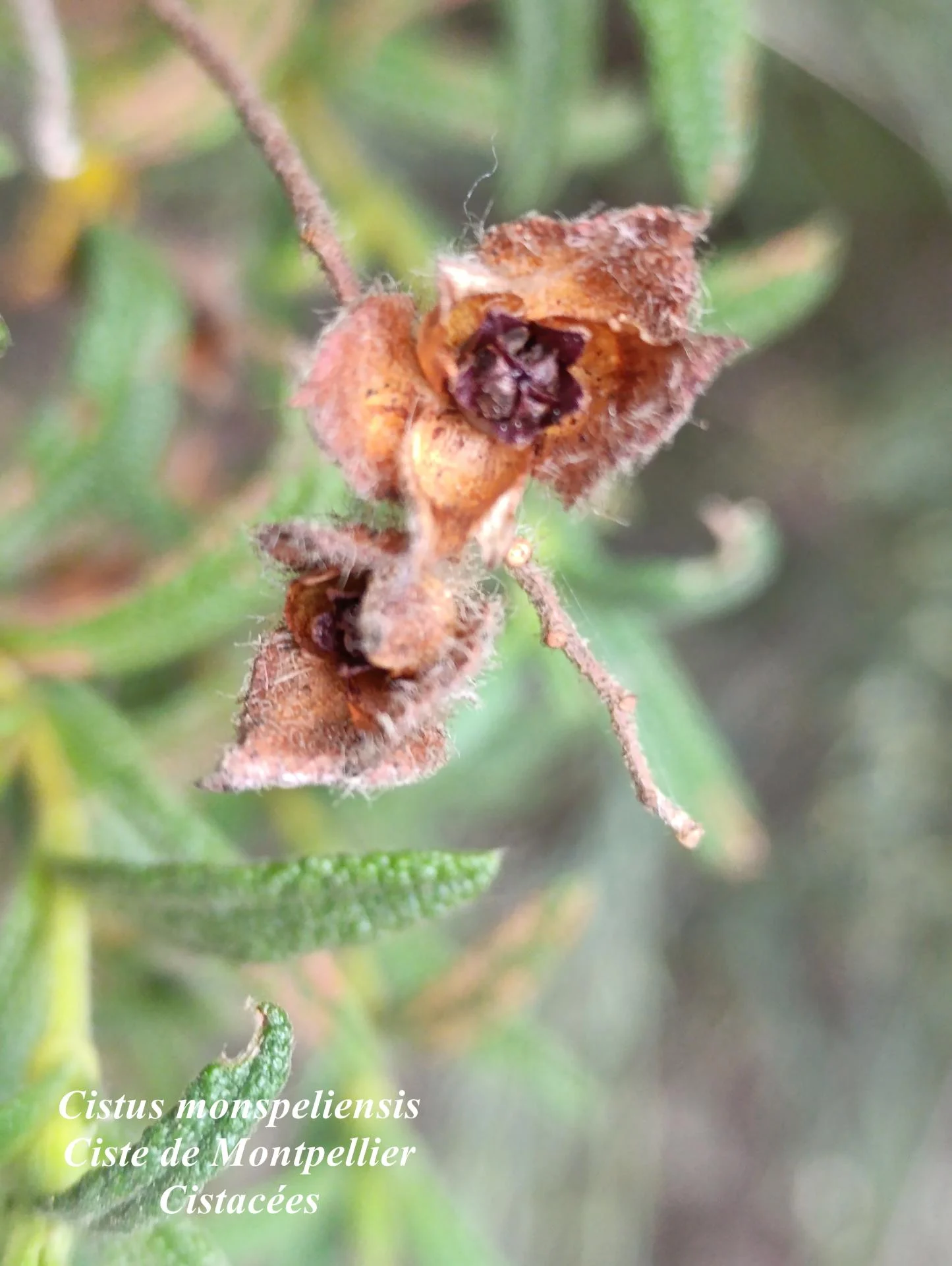Cistus monspeliensis 02