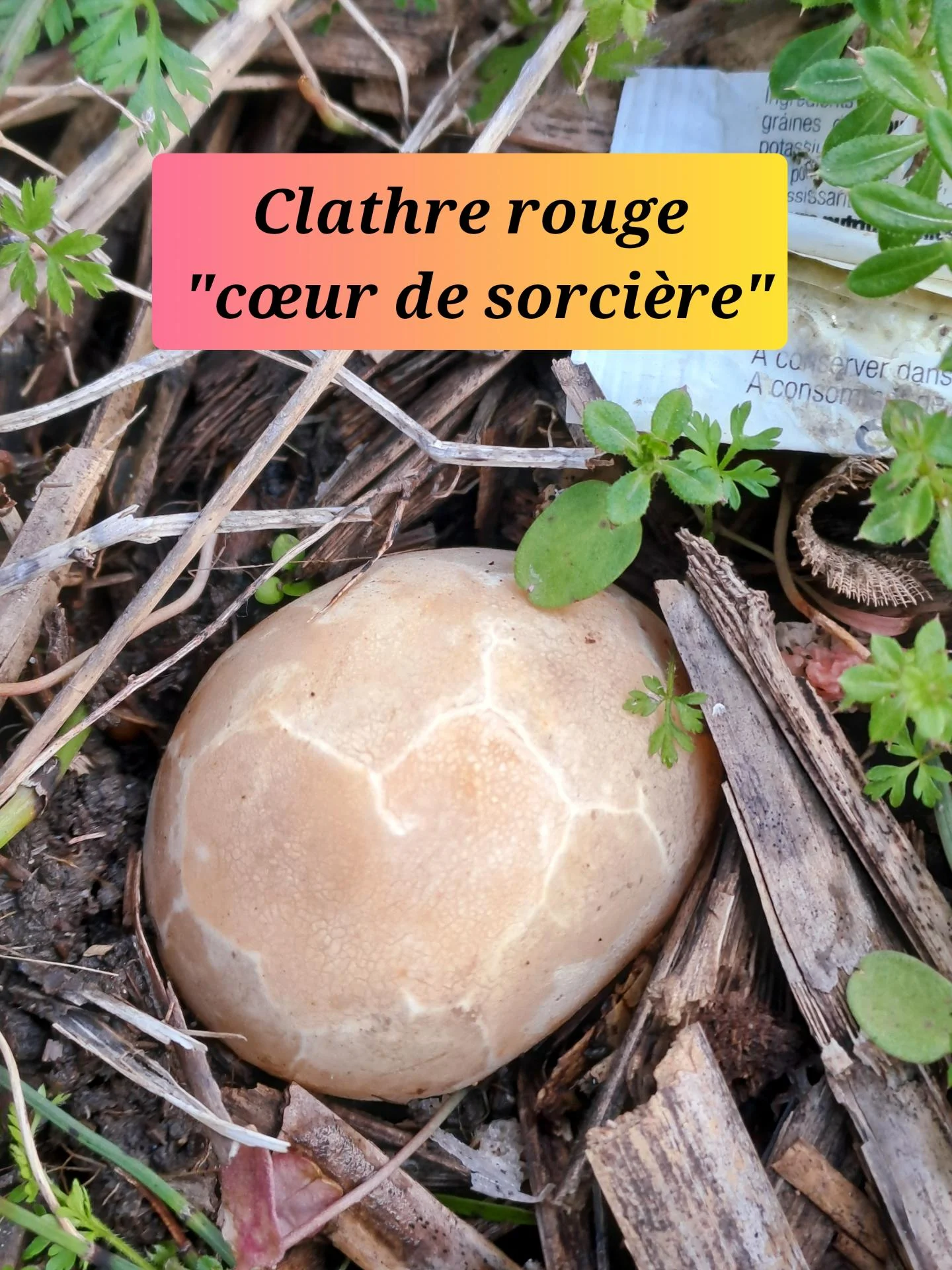 Clathre rouge 04 21 01 26