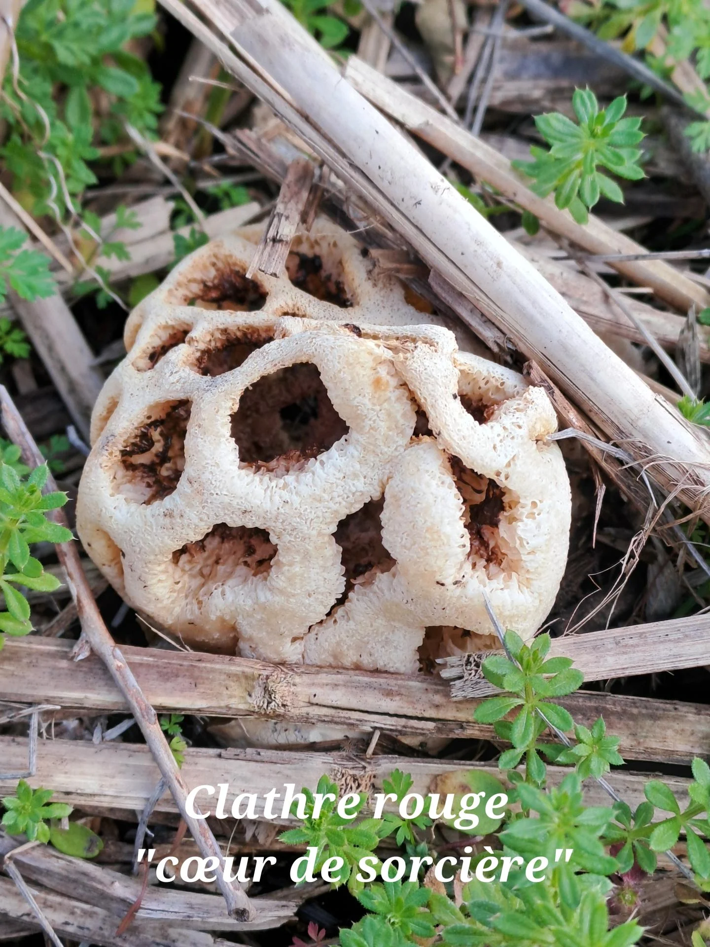 Clathre rouge 05 21 01 26