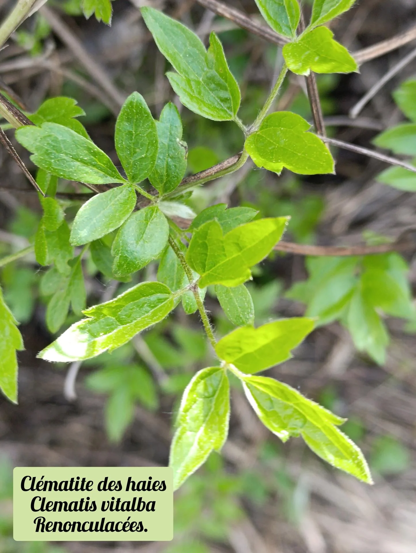Clematite des haies 01 25 03 26