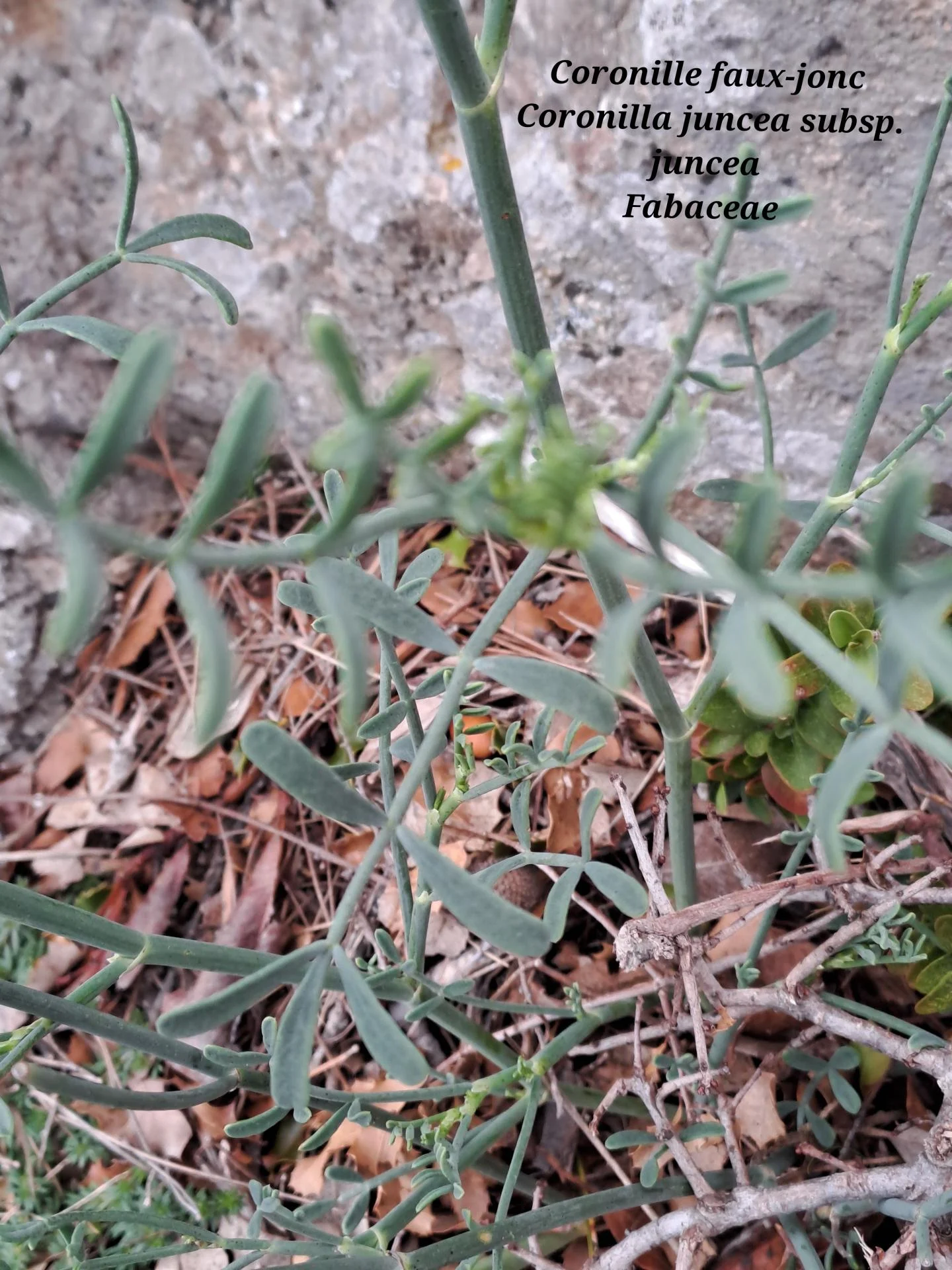 Coronille faux jonc 01 11 02 26