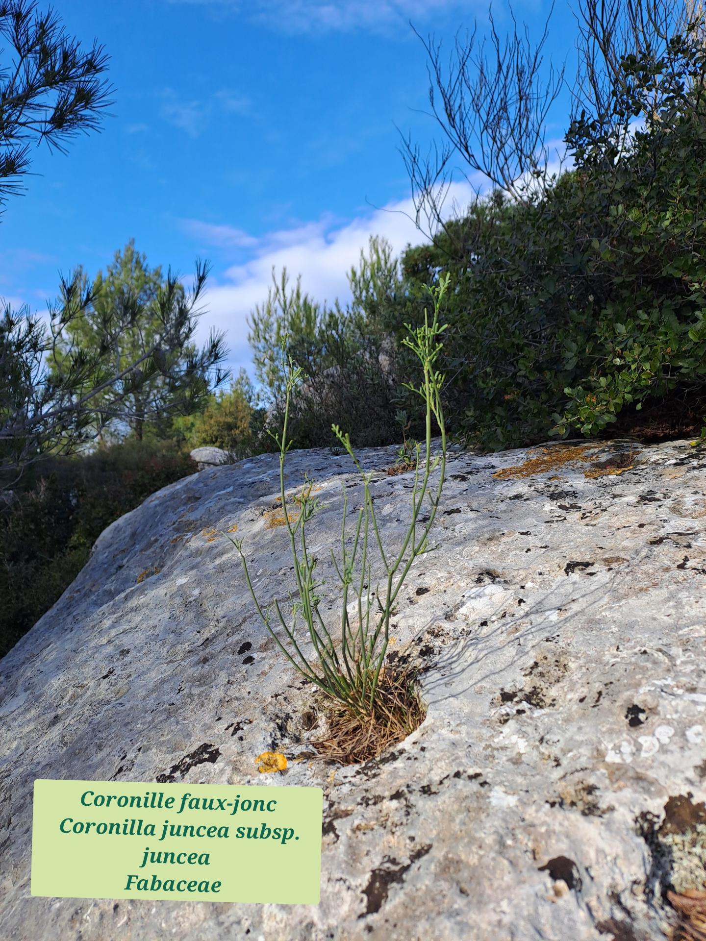 Coronille faux jonc 02 11 02 26