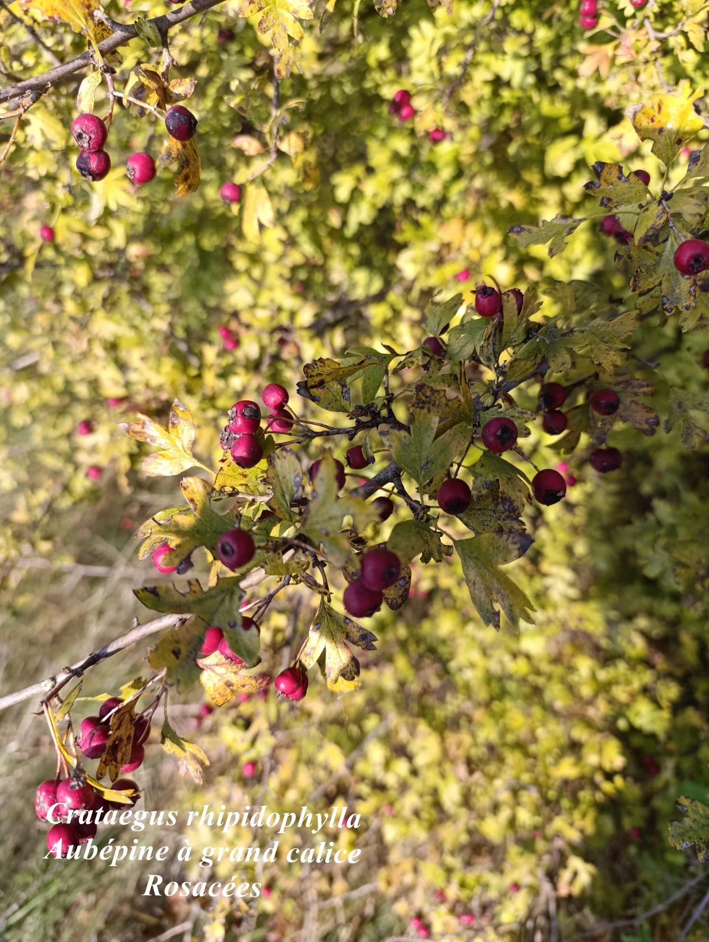 Crataegus rhipidophylla 15 10 2025 15h08m02