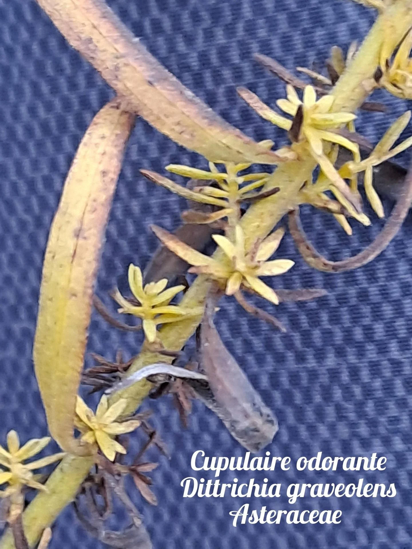 Cupulaire odorante 01 10 12 25