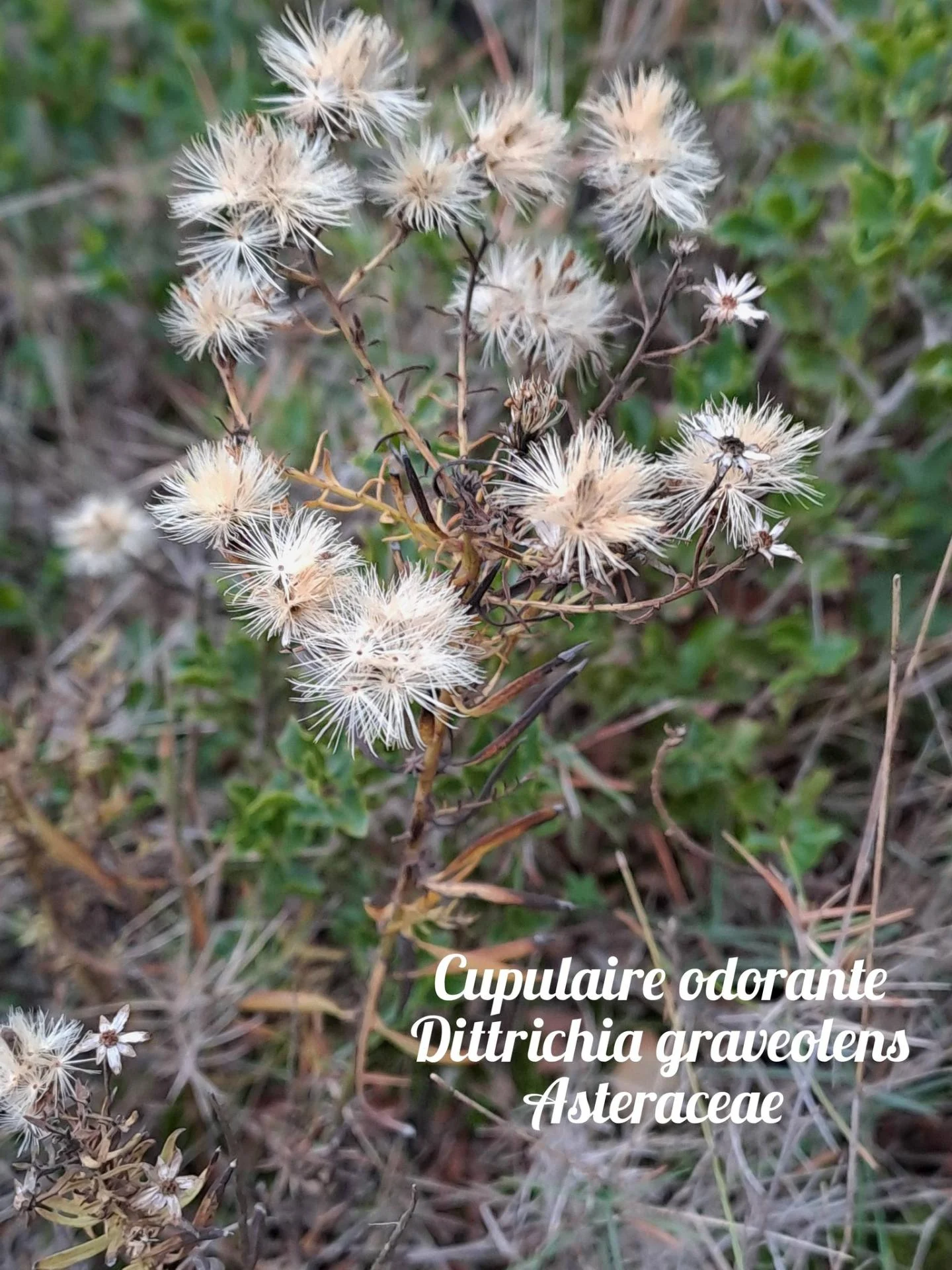 Cupulaire odorante 02 10 12 25