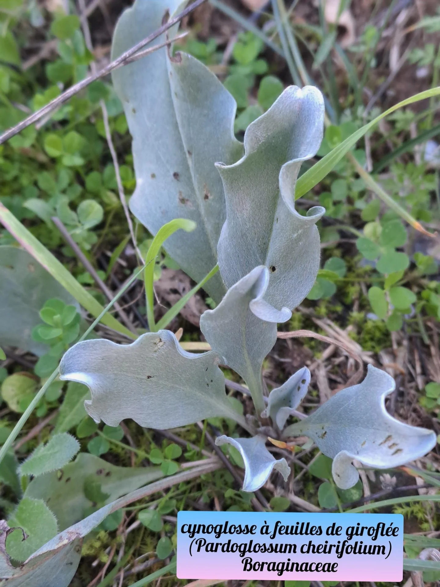 Cynoglosse a feuille de giroflee 20 11 25 01