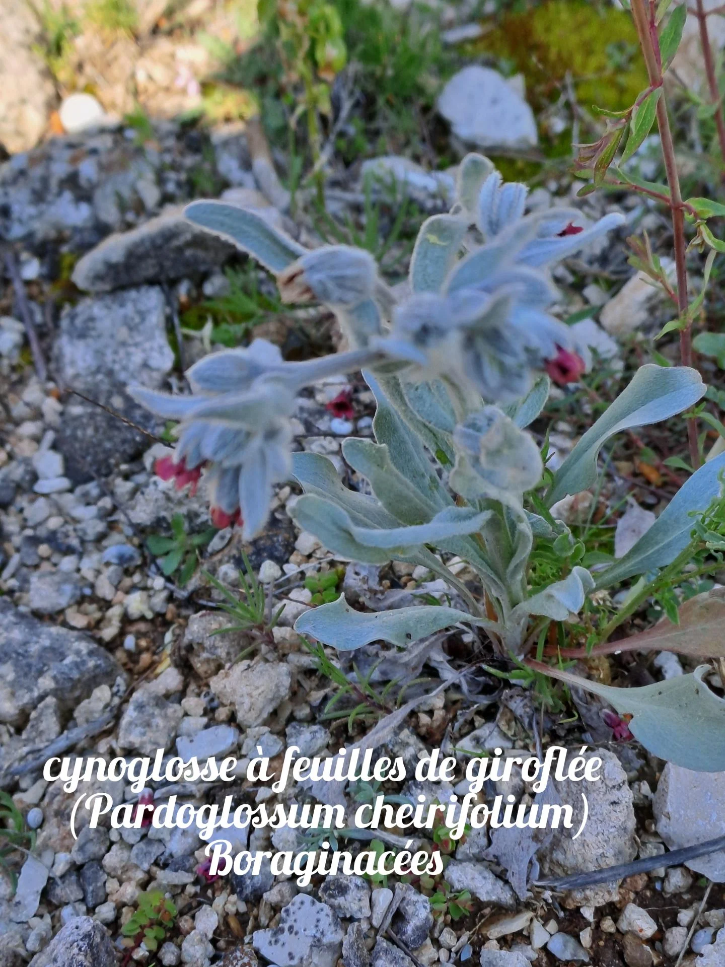 Cynoglosse a feuilles de giroflee 01 23 03 26