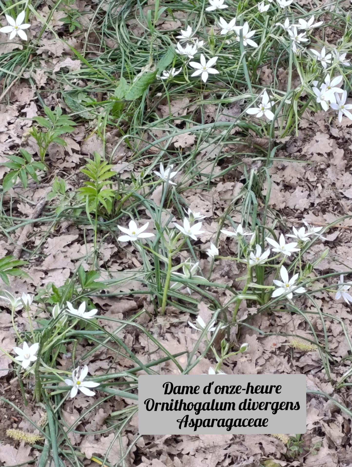 Dame de onze heures 01 25 03 26