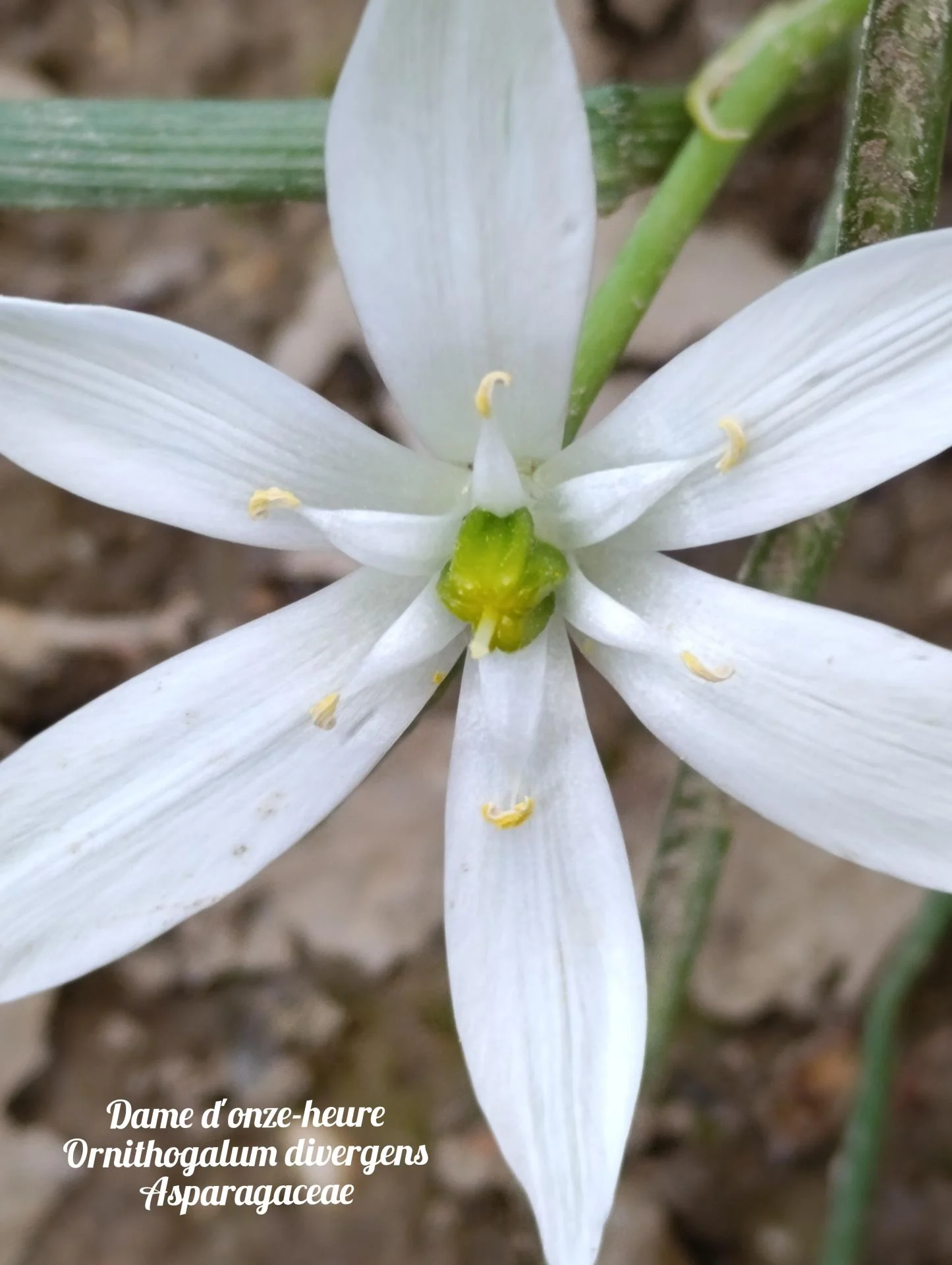 Dame de onze heures 02 25 03 26