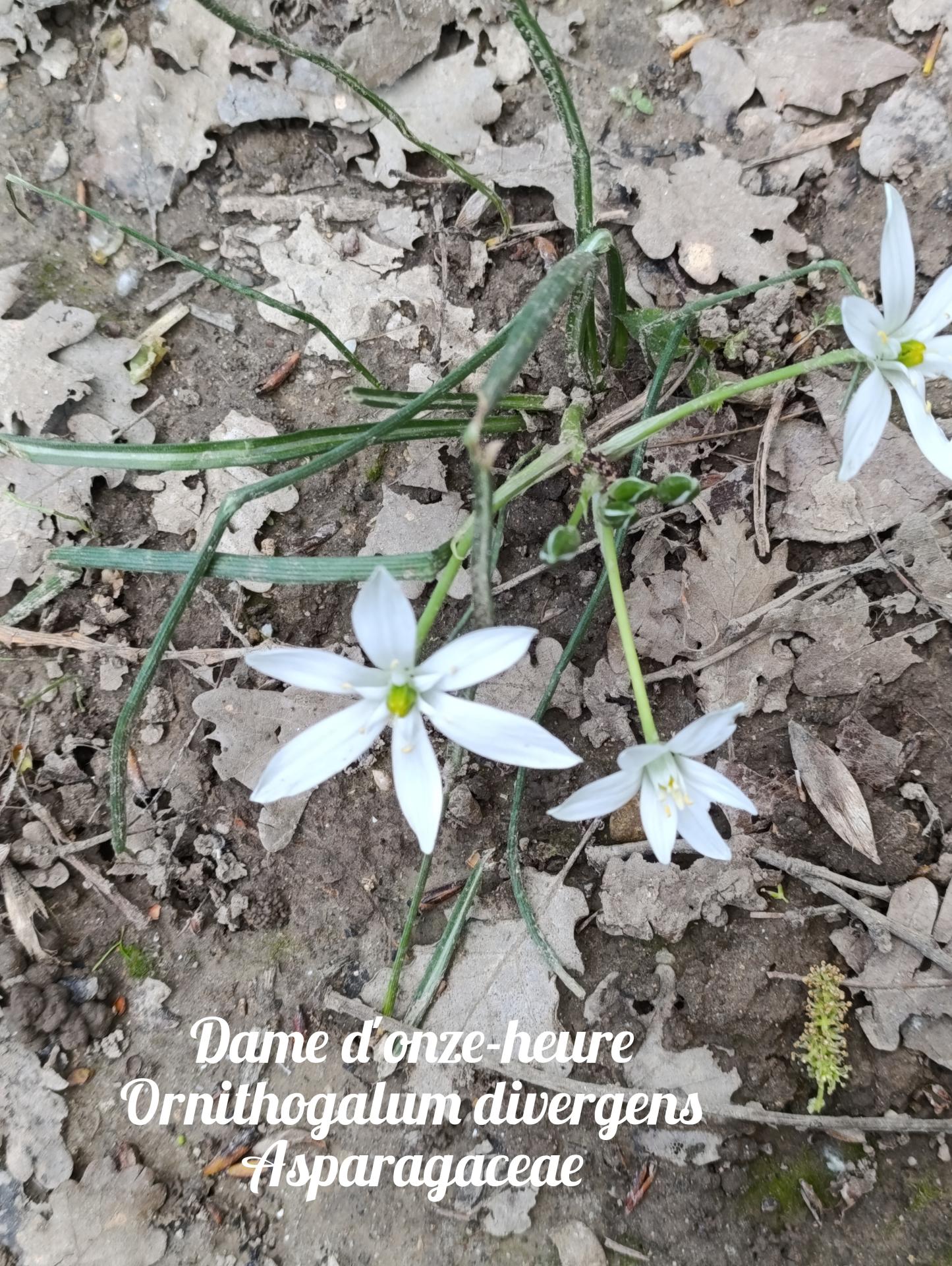 Dame de onze heures 03 25 03 26