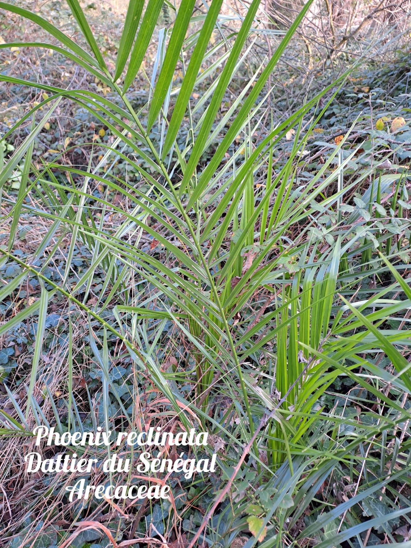 Dattier du senegal 01 17 12 25