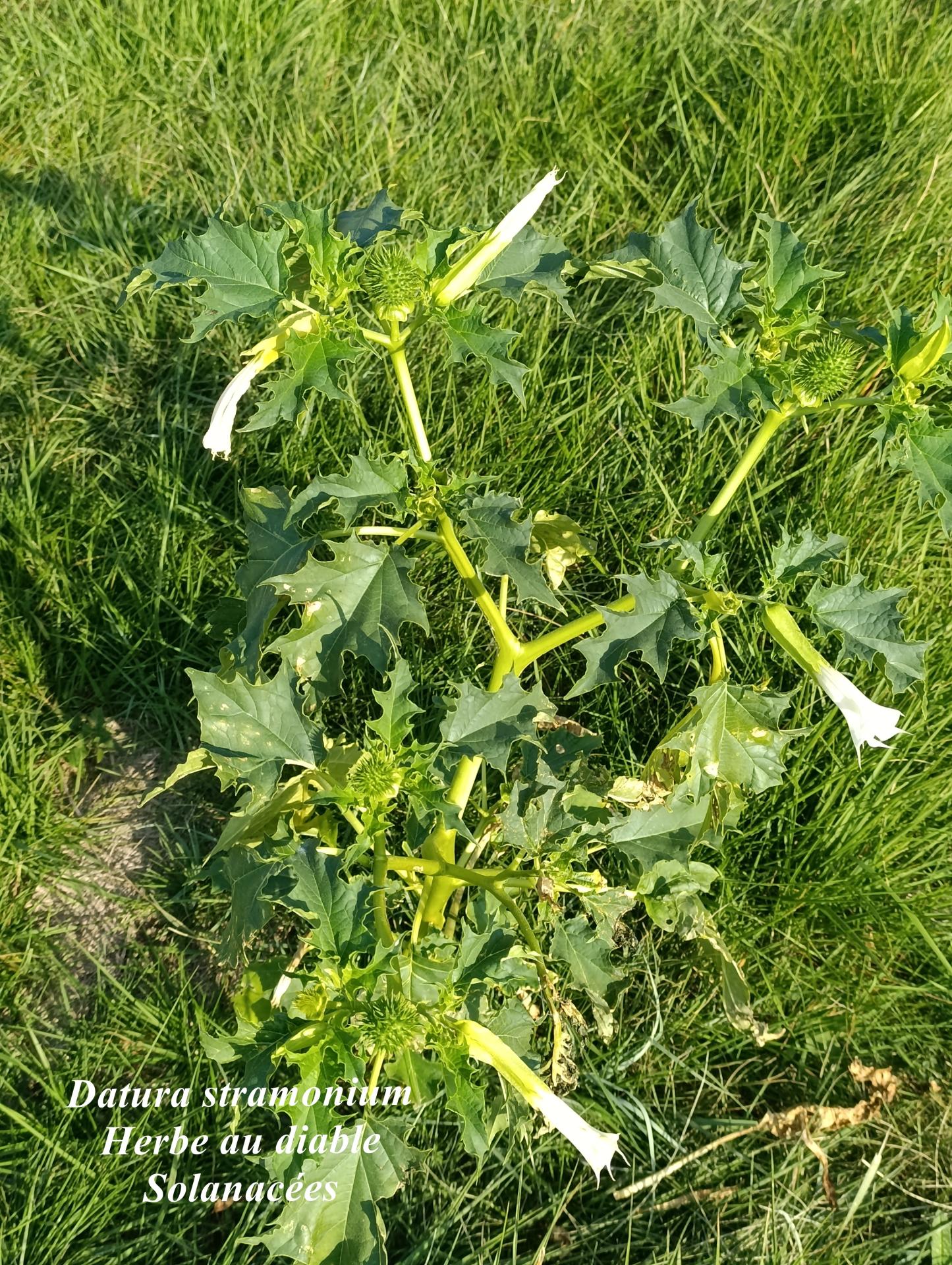 Datura stramonium 01
