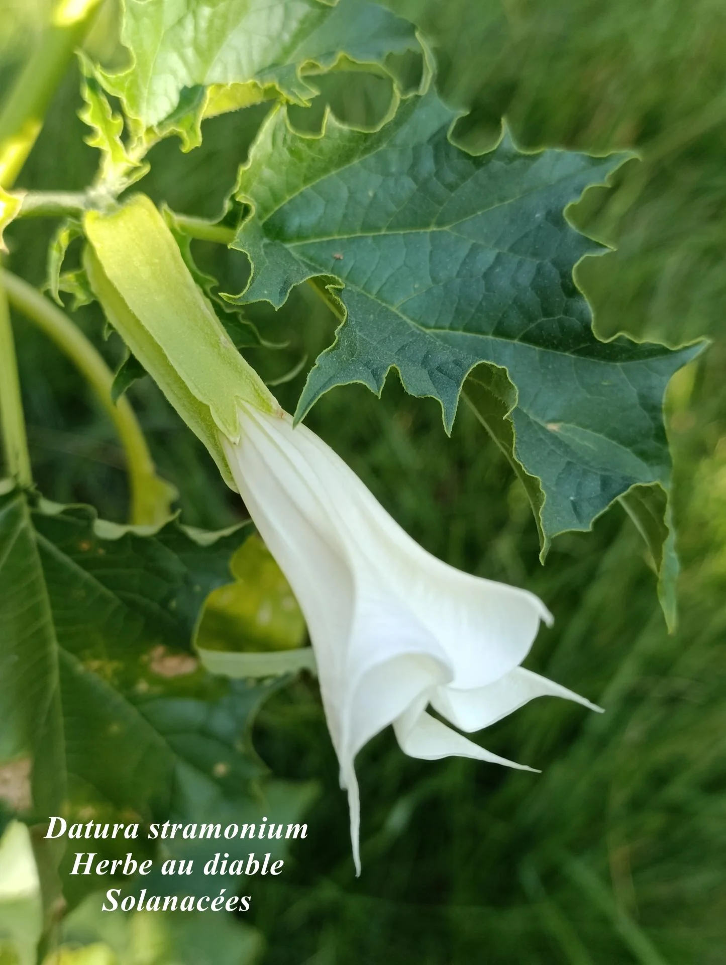 Datura stramonium 02