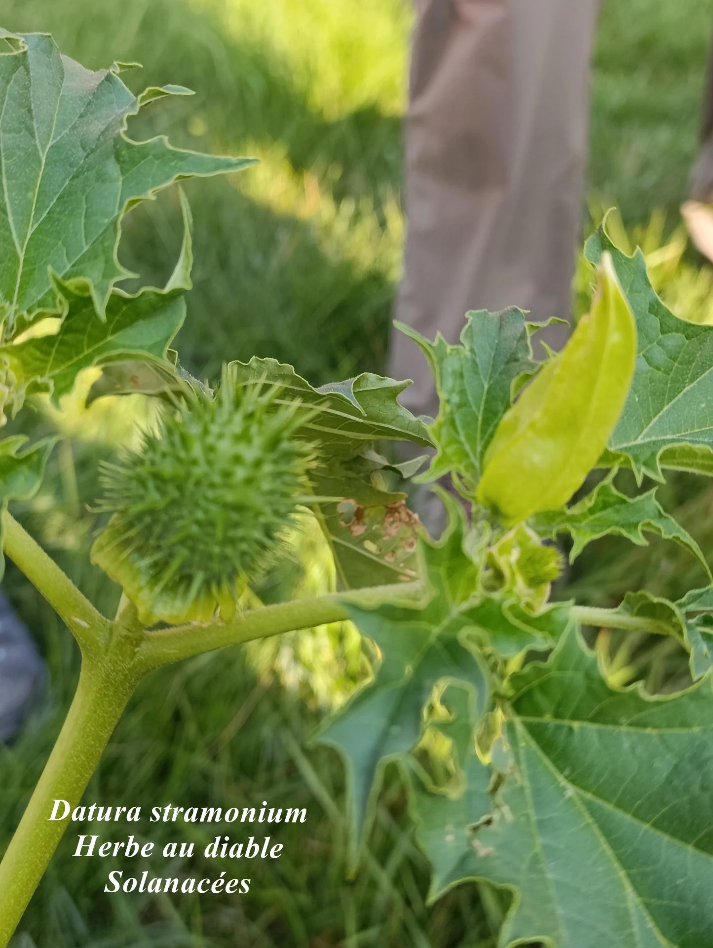 Datura stramonium 03