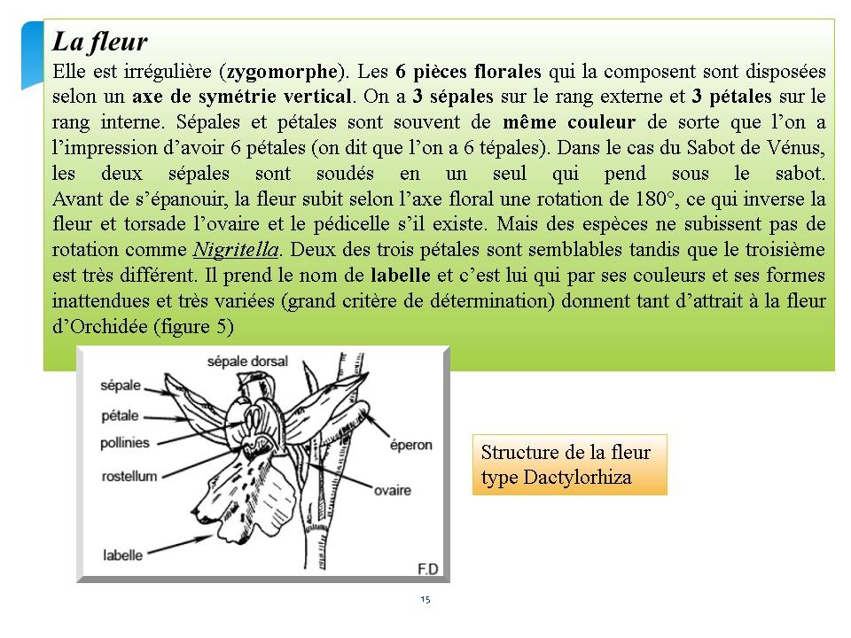 Diapositive15 11