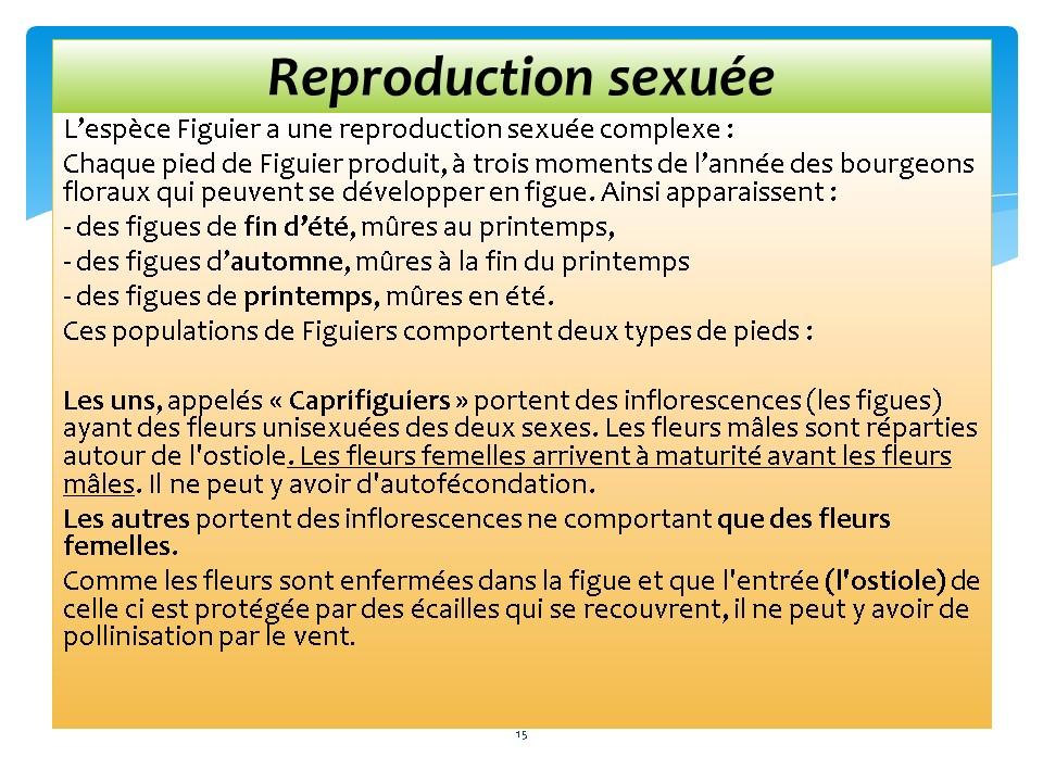 Diapositive15 81